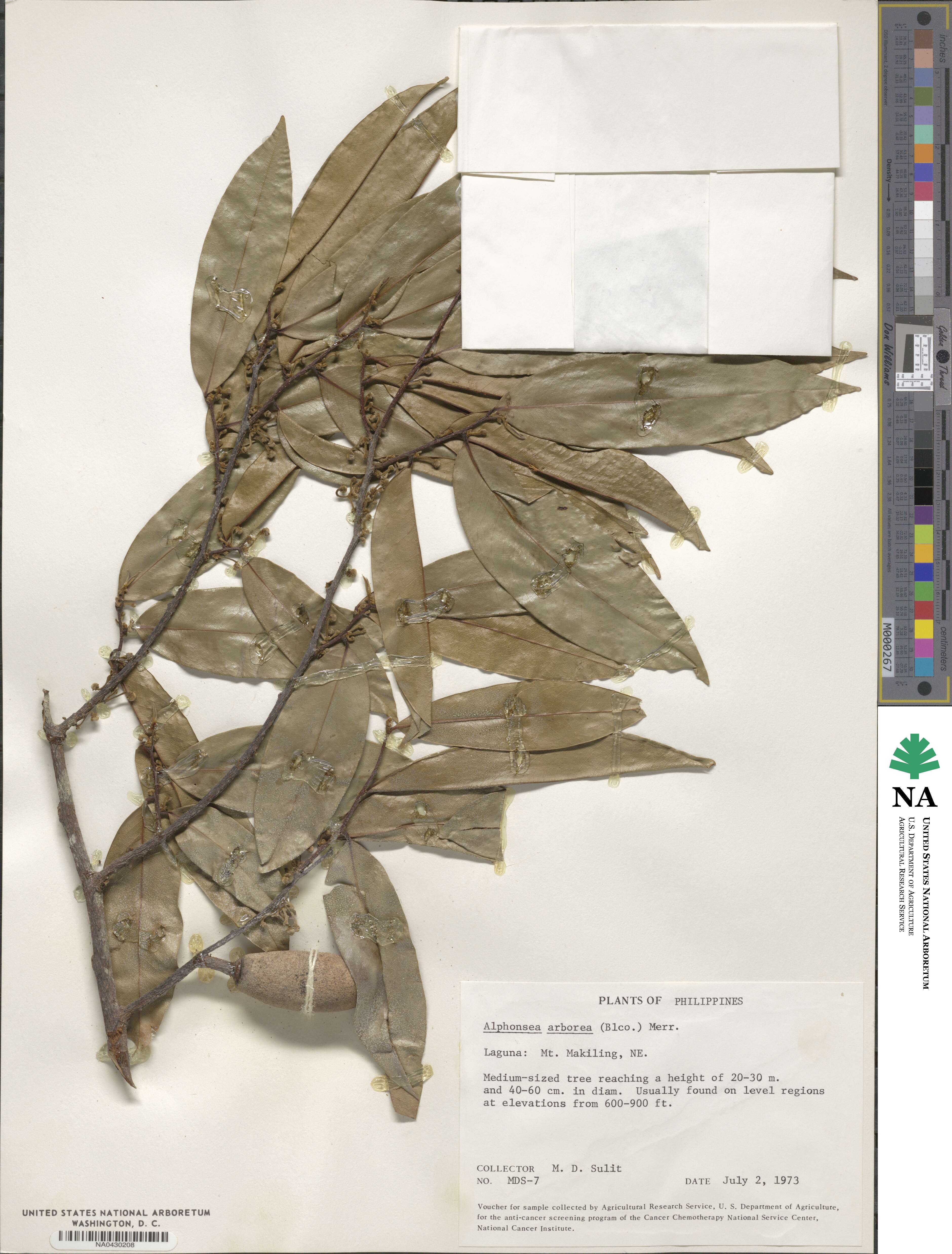 Platymitra image