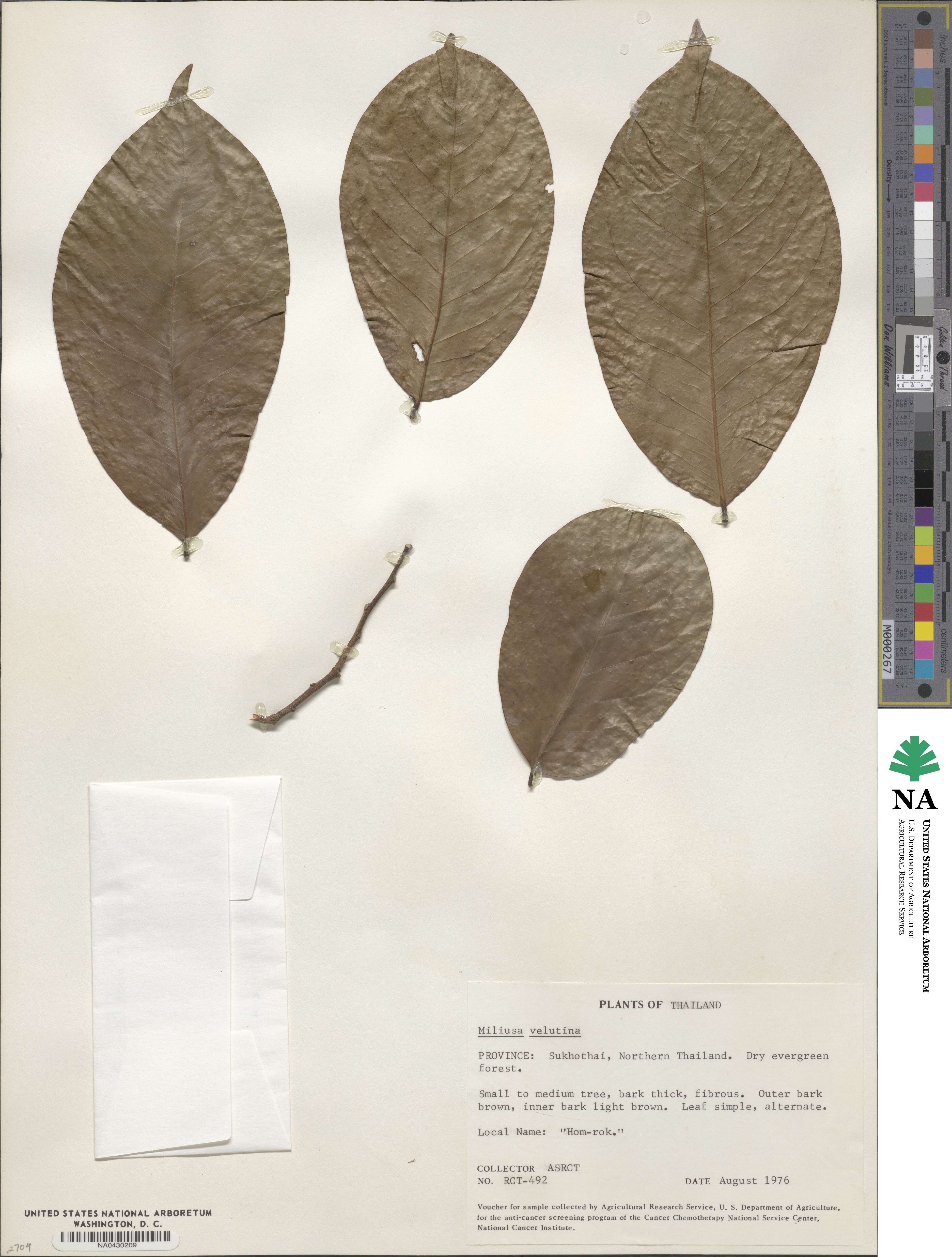 Miliusa velutina image