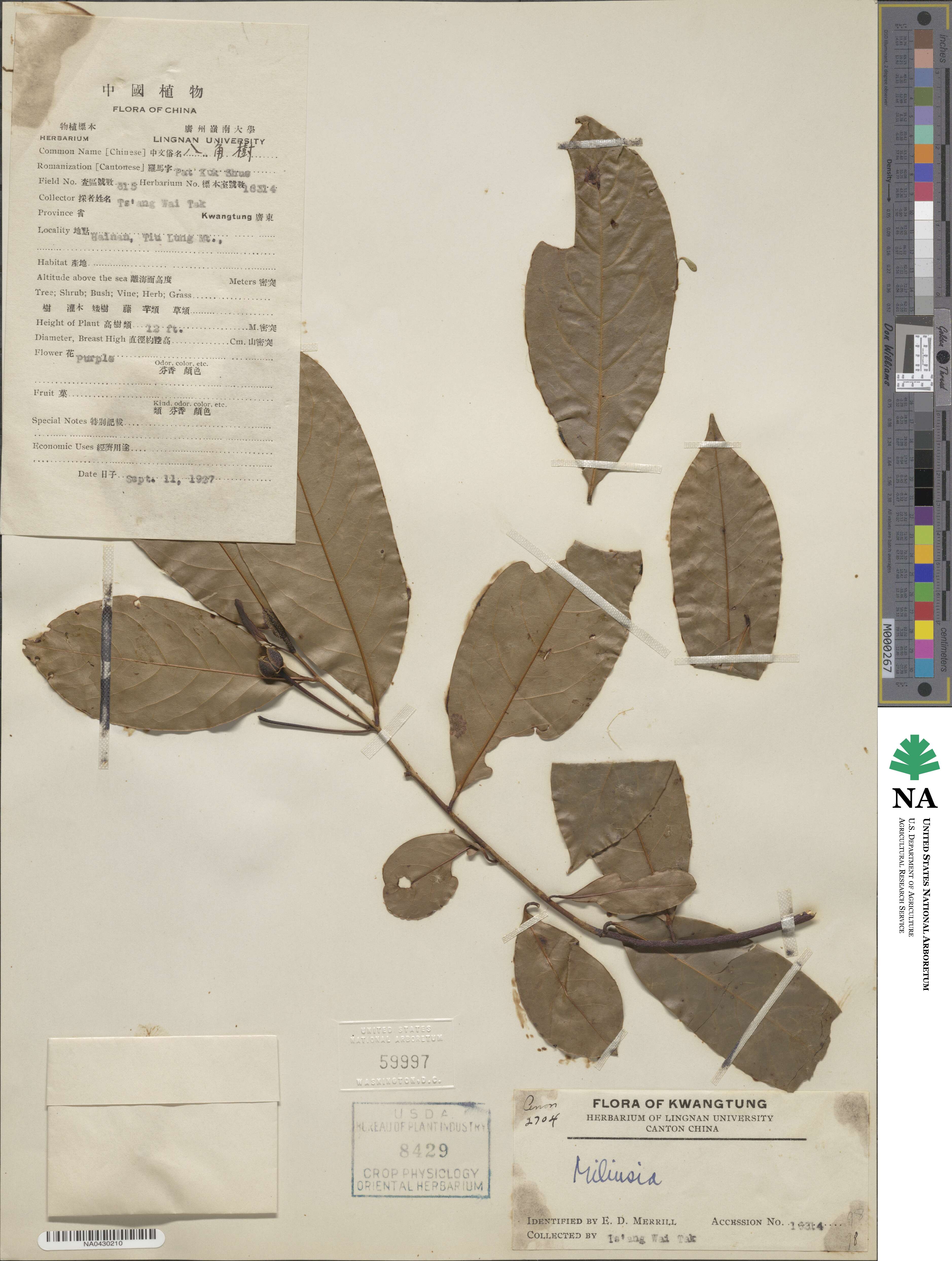 Miliusa image