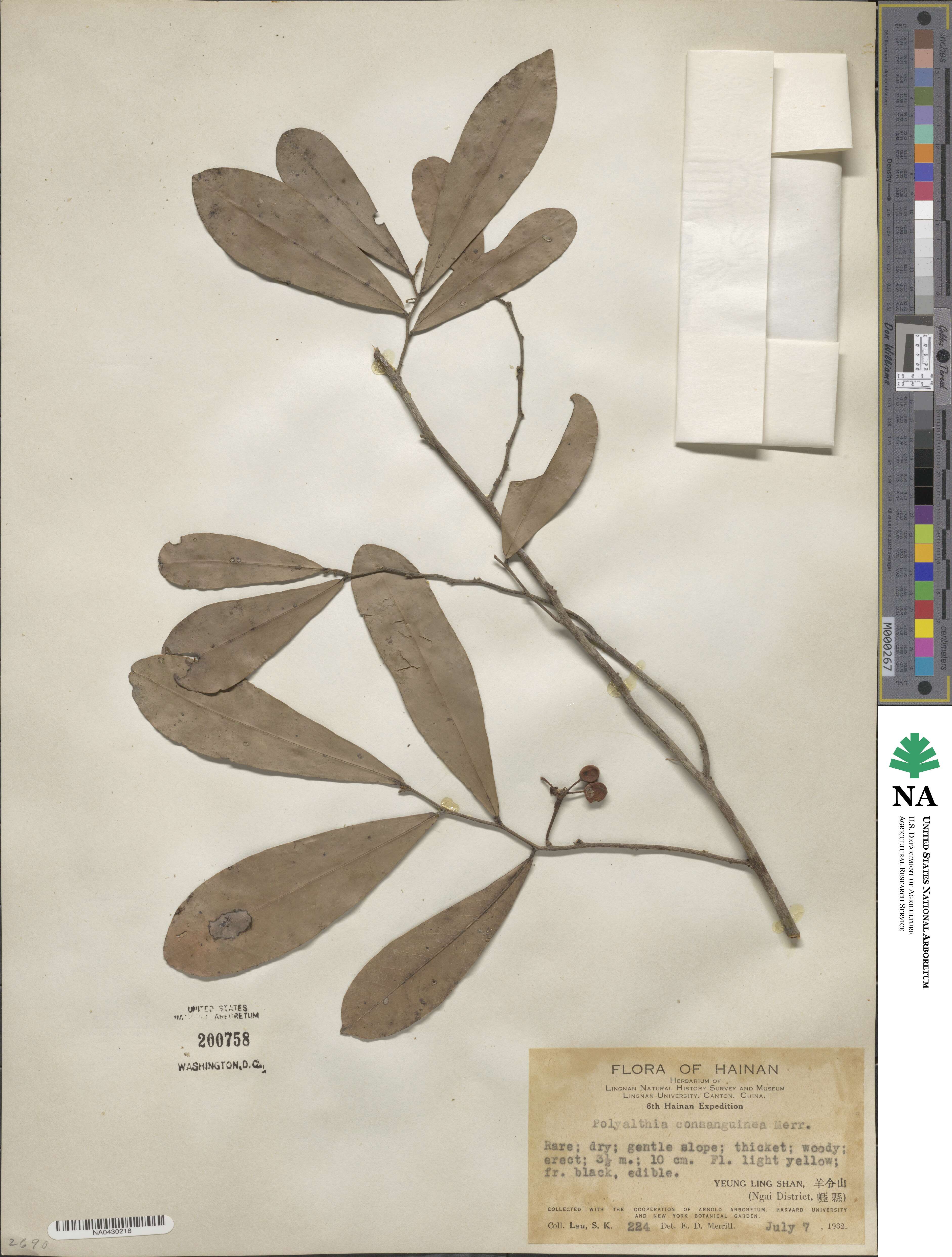 Polyalthia obliqua image
