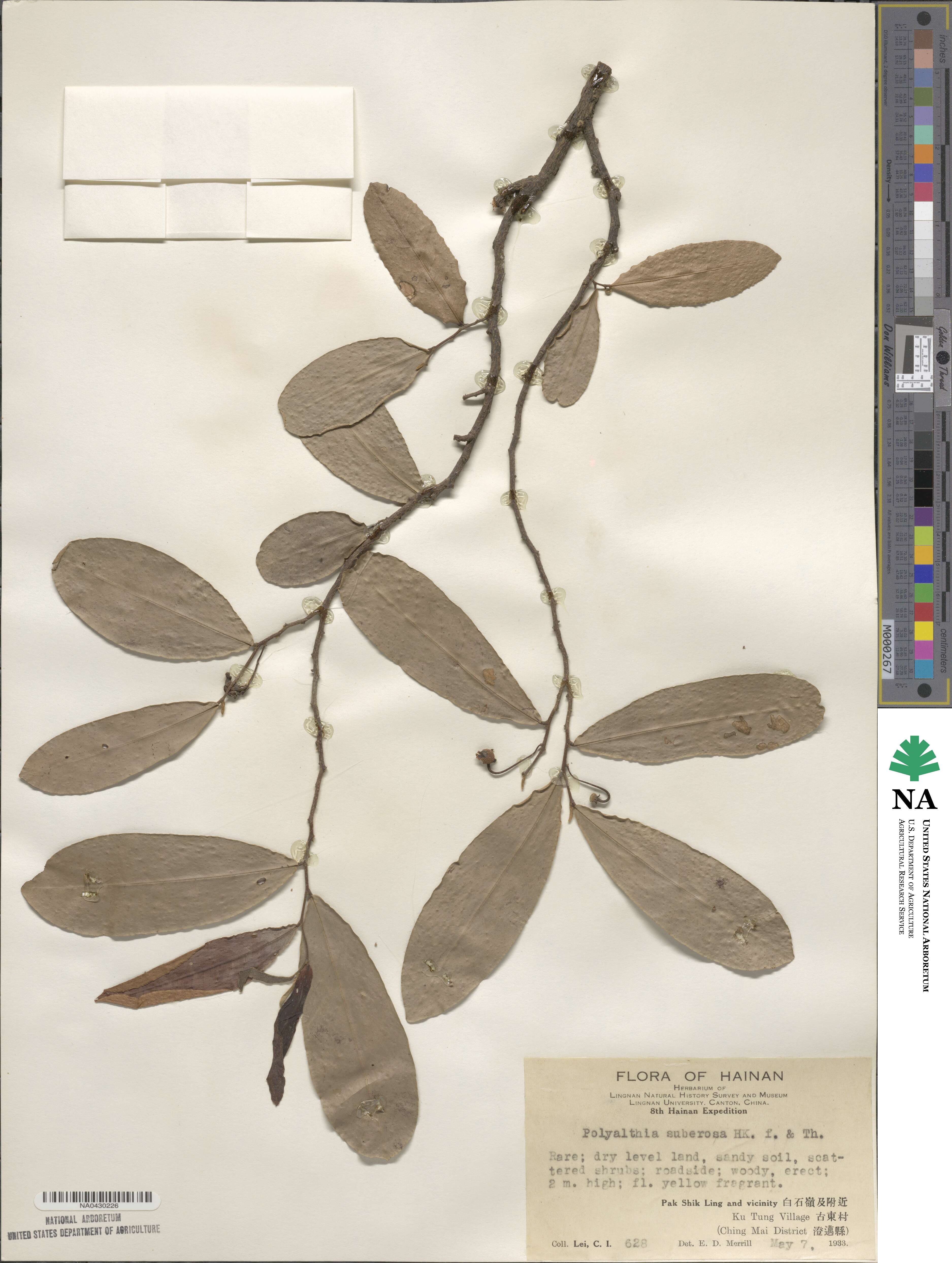 Polyalthia suberosa image