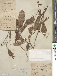 Polyalthia suberosa image