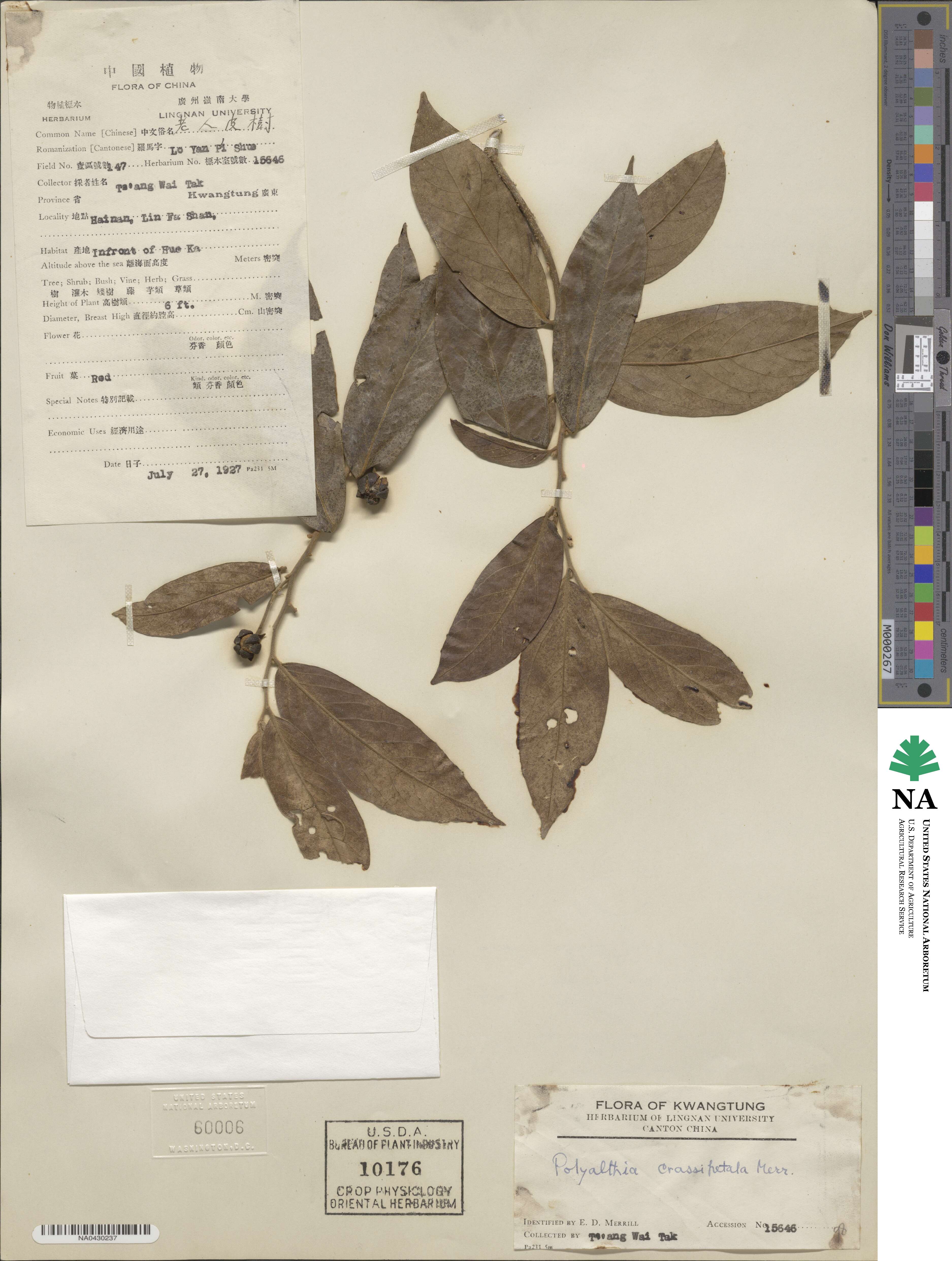 Polyalthia crassipetala image
