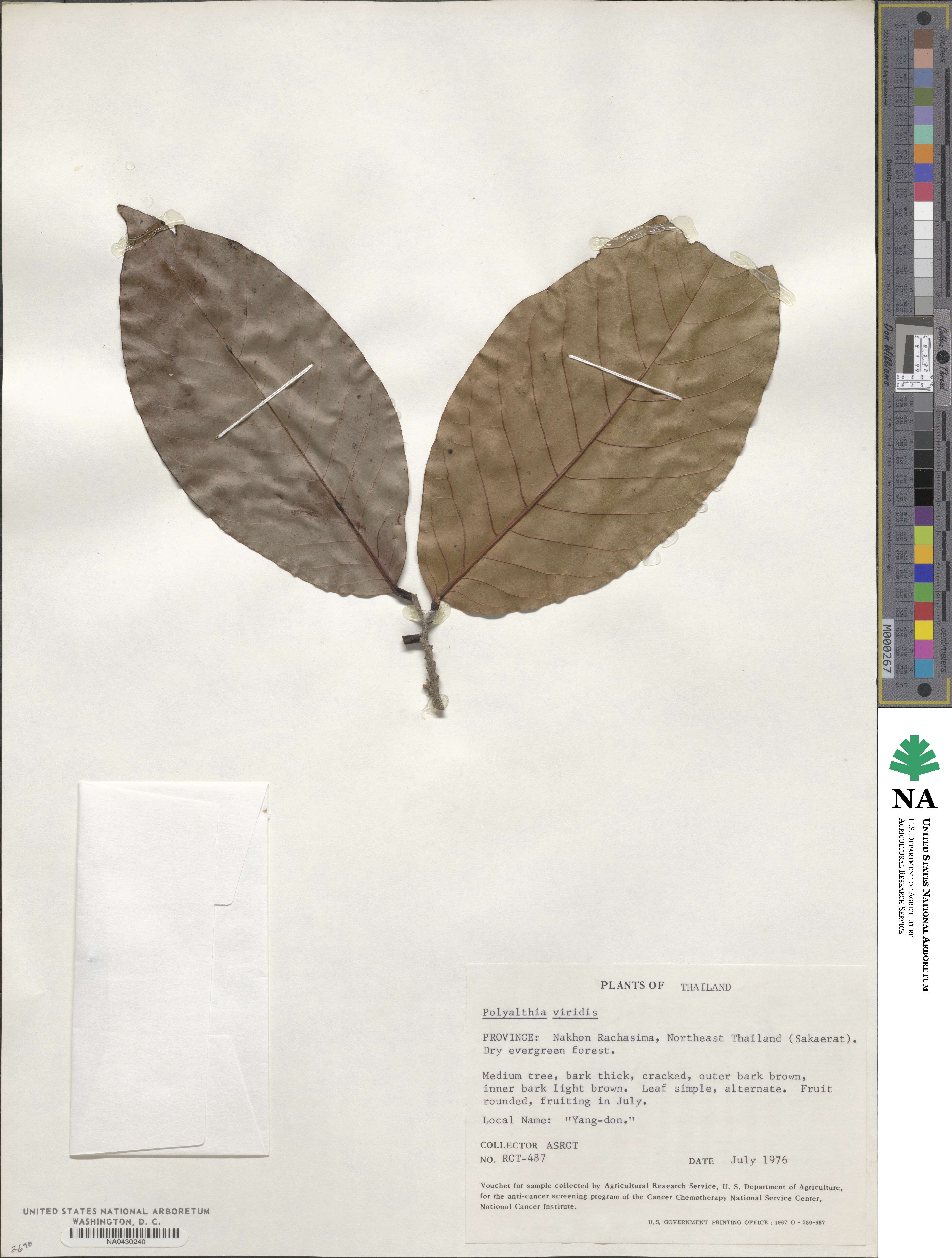 Polyalthia viridis image