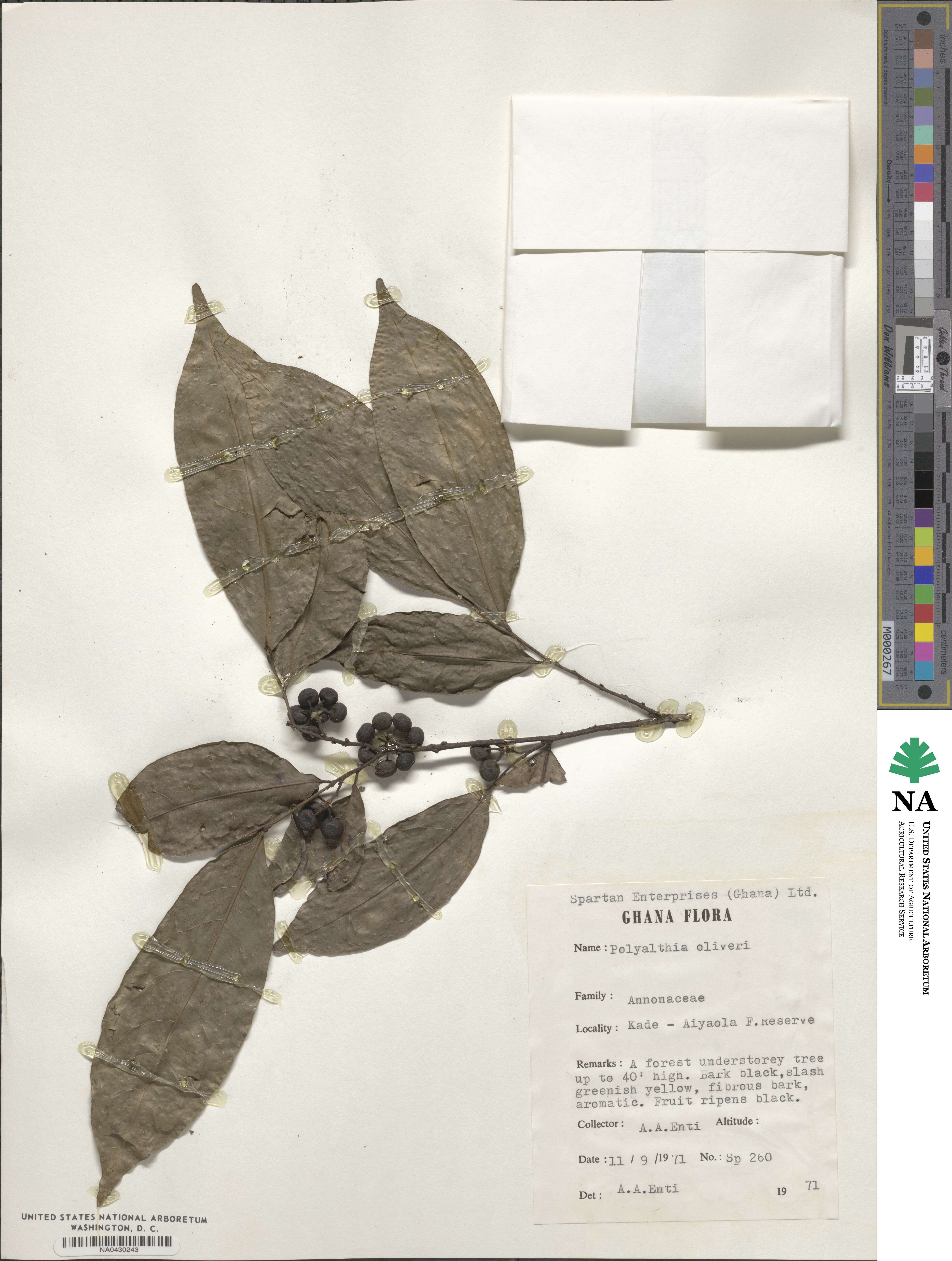 Greenwayodendron oliveri image