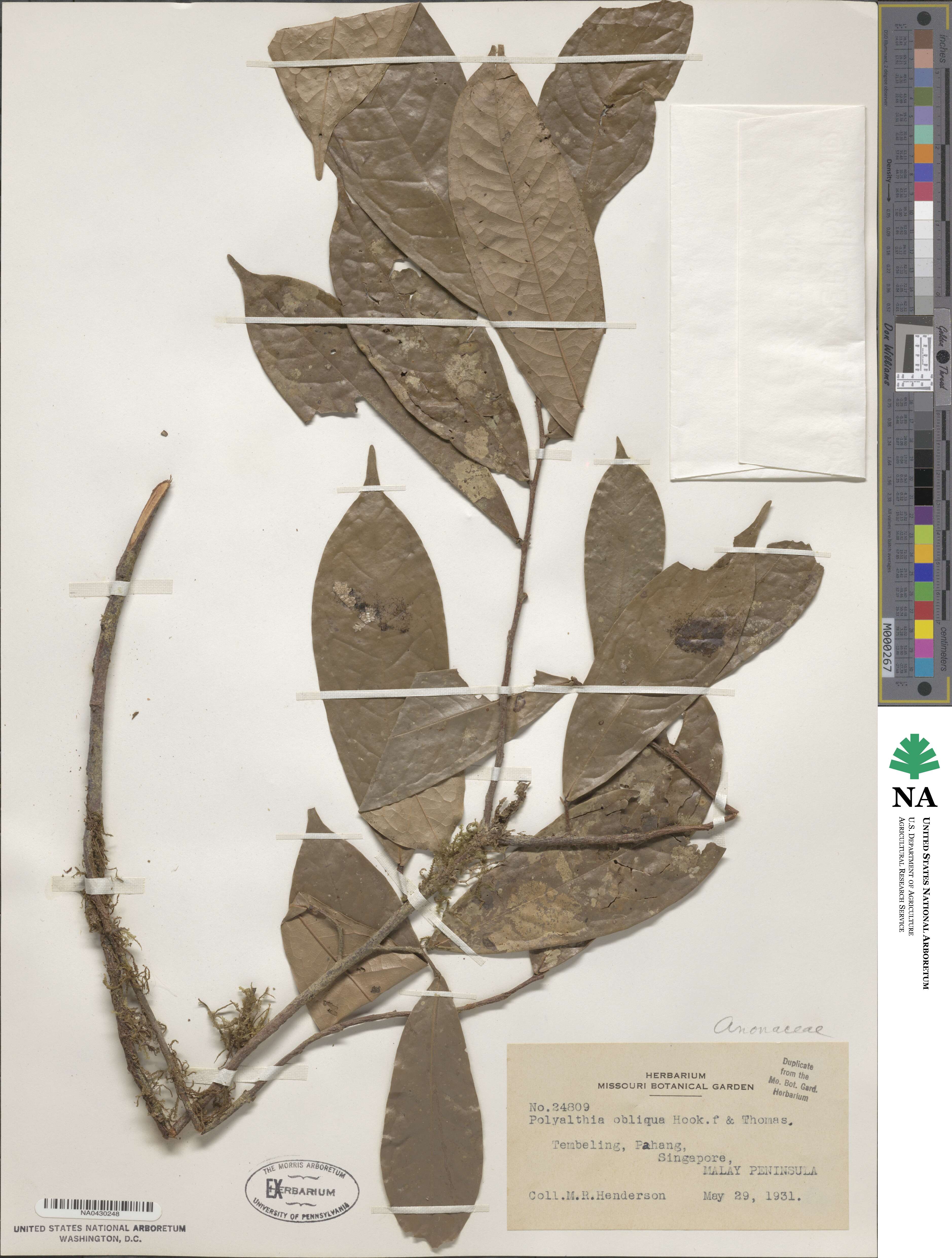 Polyalthia obliqua image
