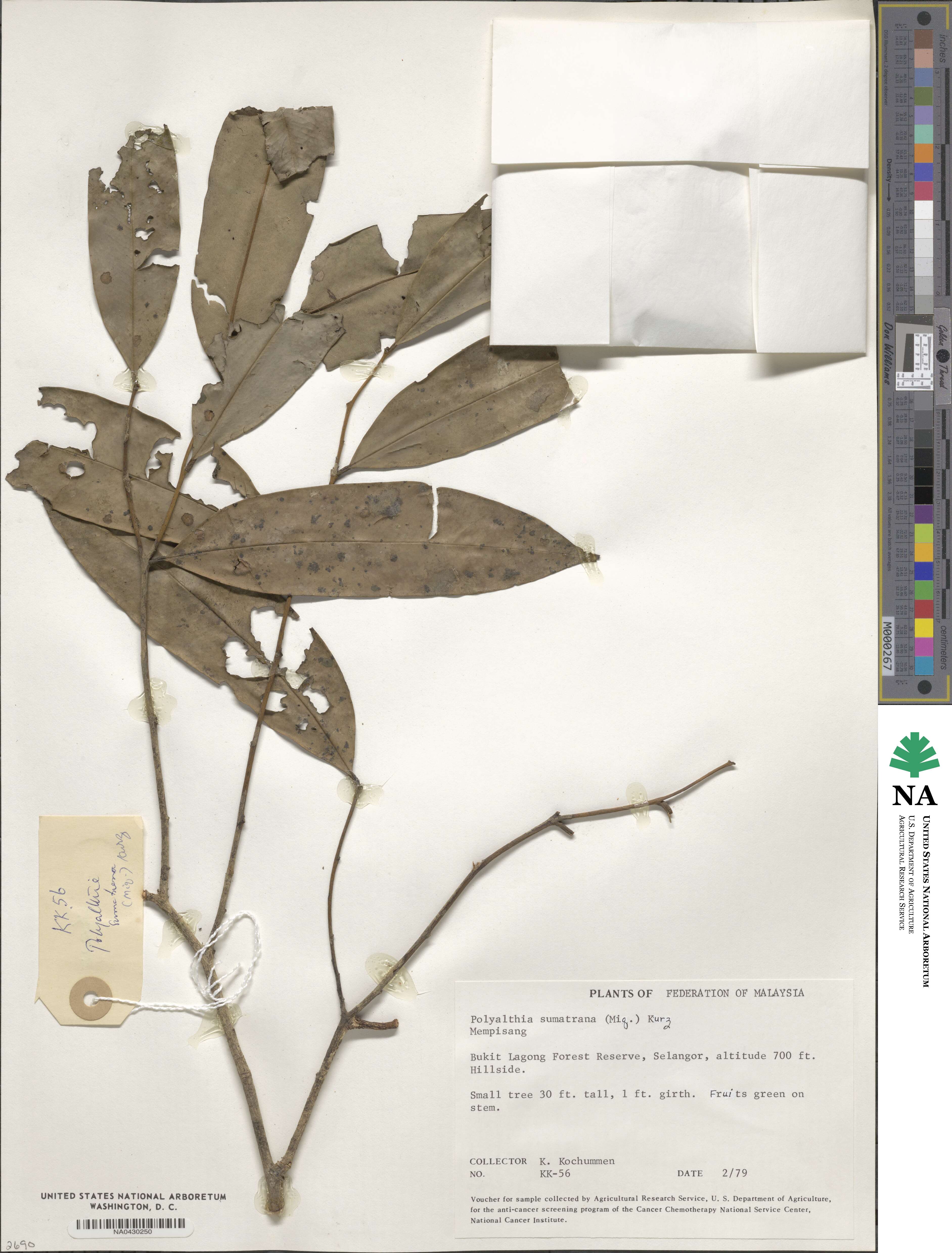 Polyalthia sumatrana image