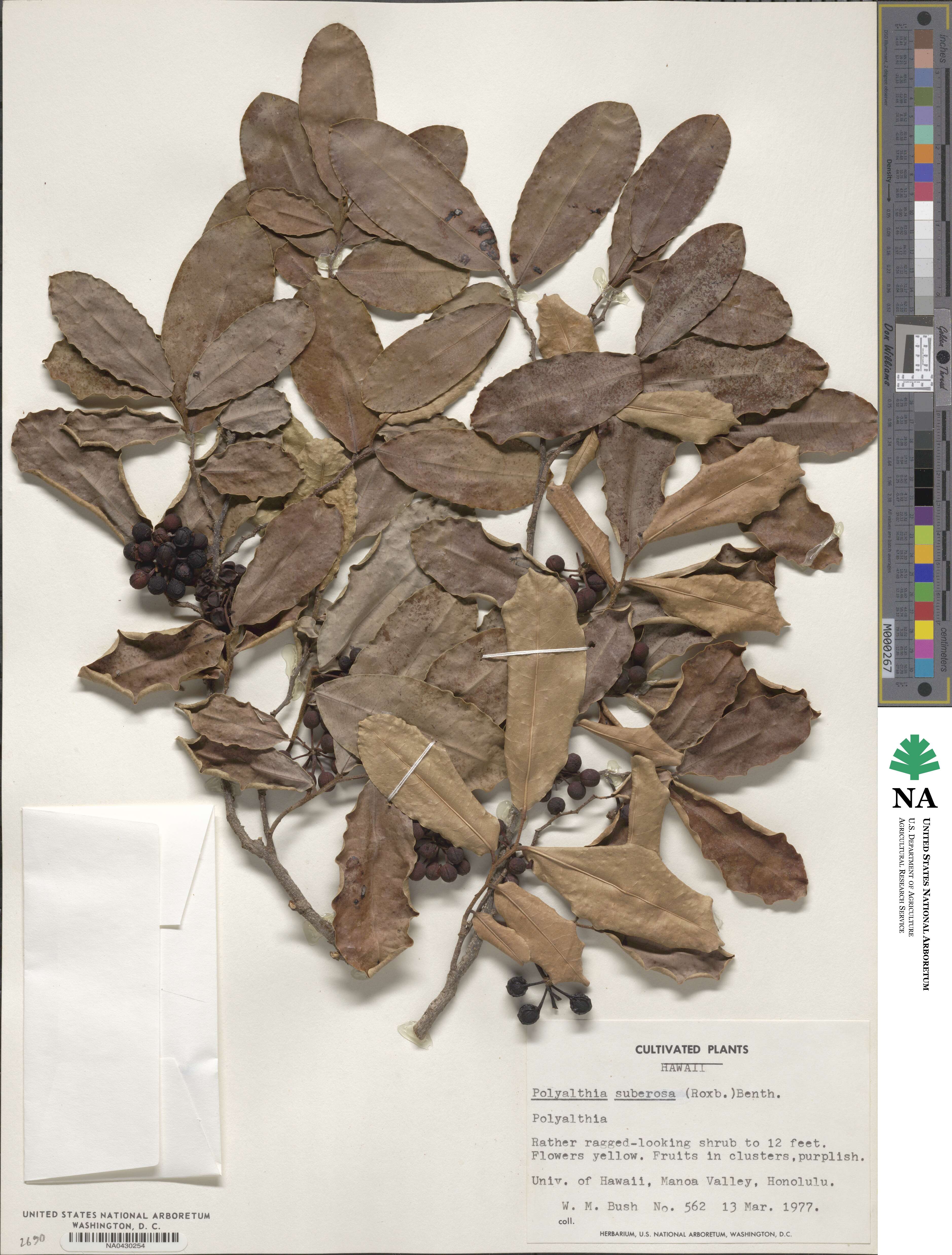 Polyalthia suberosa image