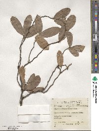 Polyalthia suberosa image