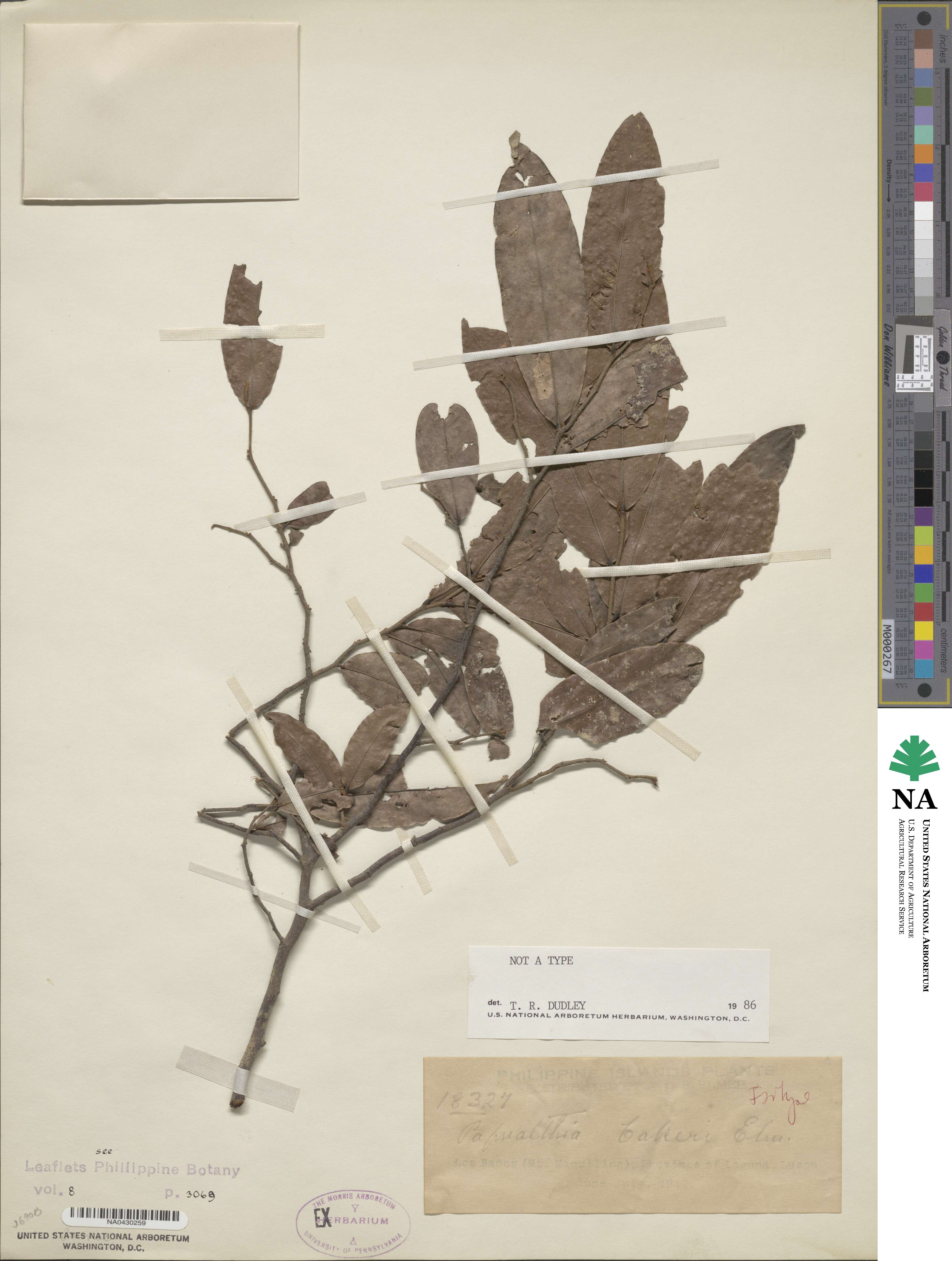 Haplostichanthus lanceolata image