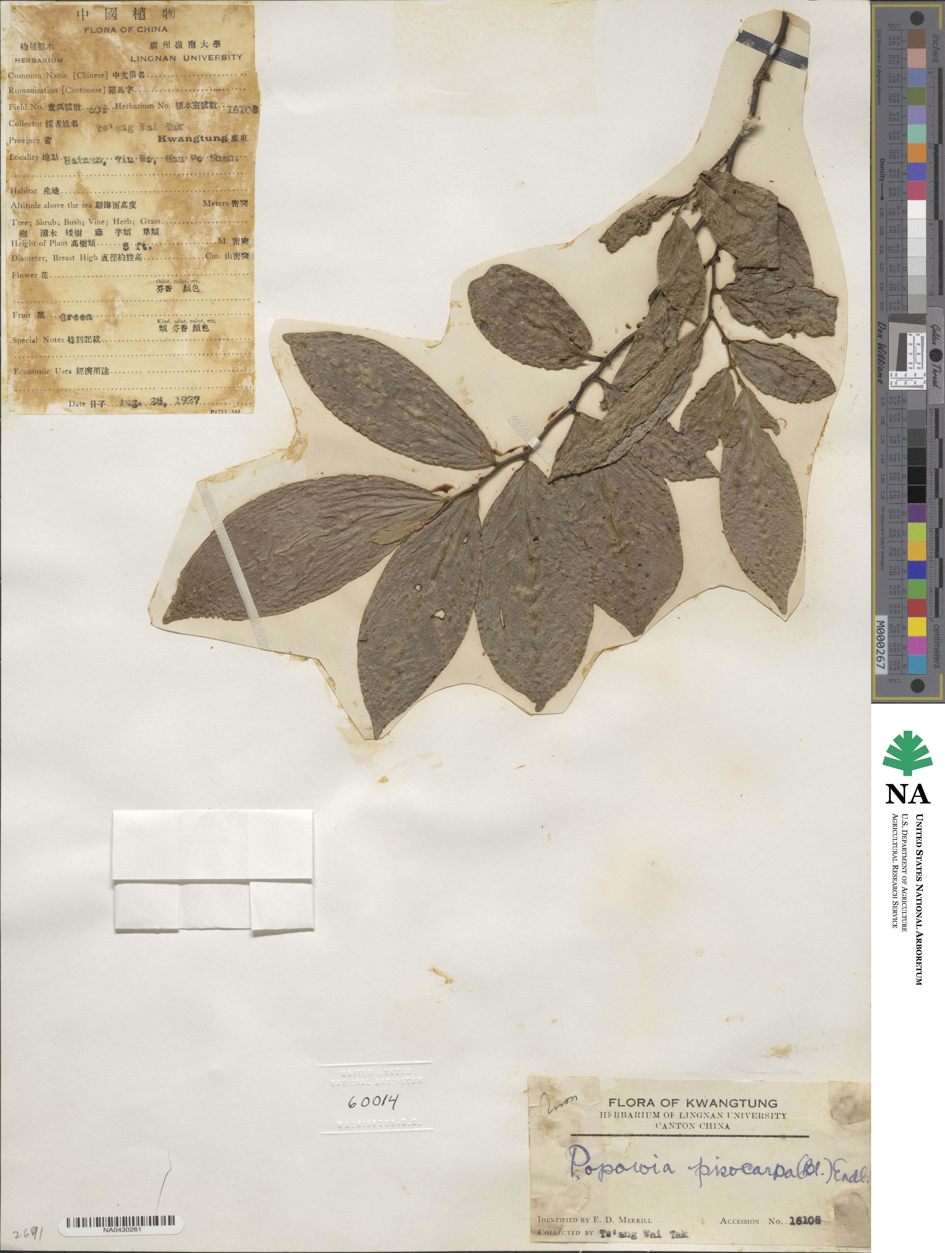 Popowia pisocarpa image