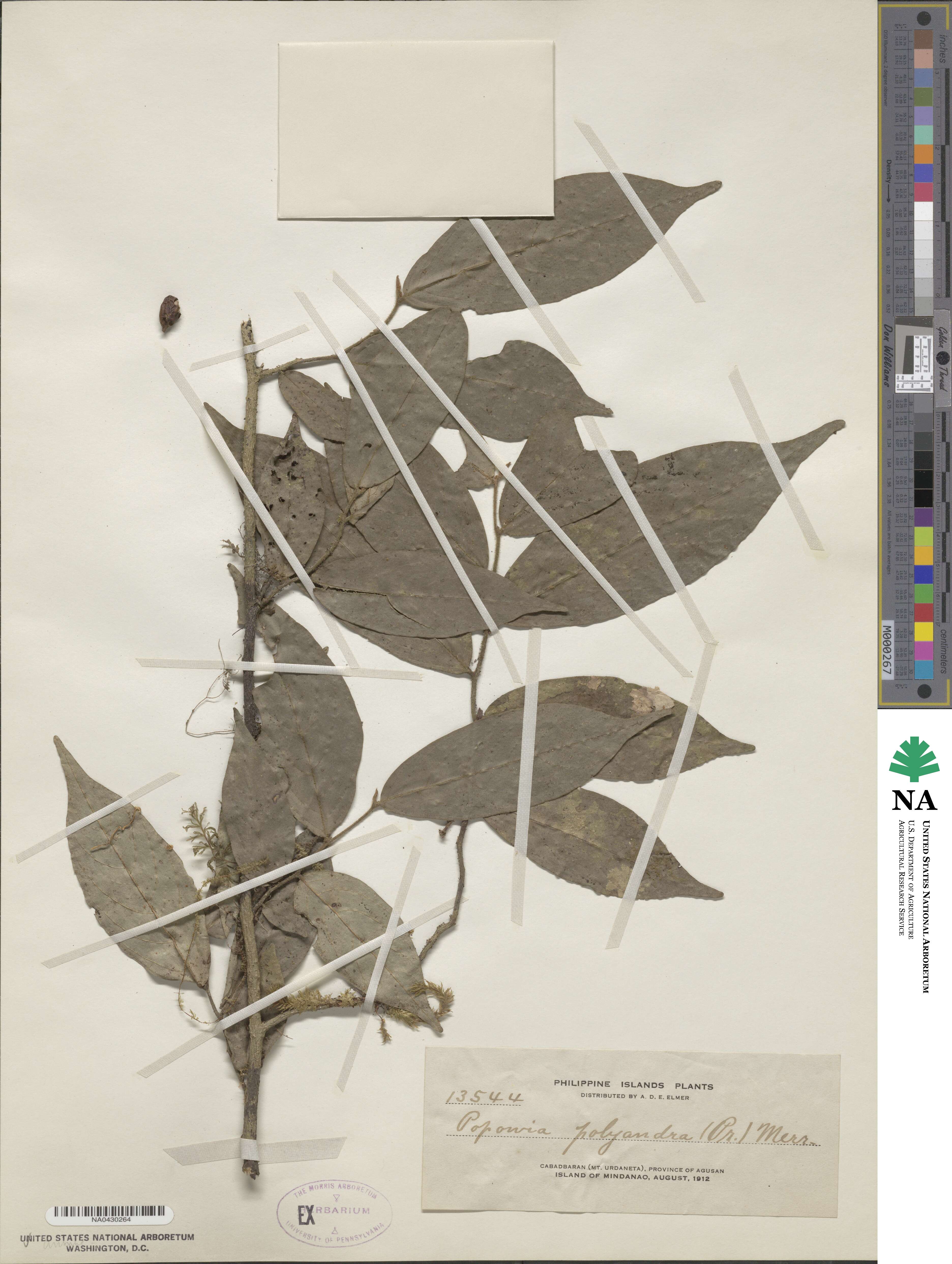 Popowia pisocarpa image