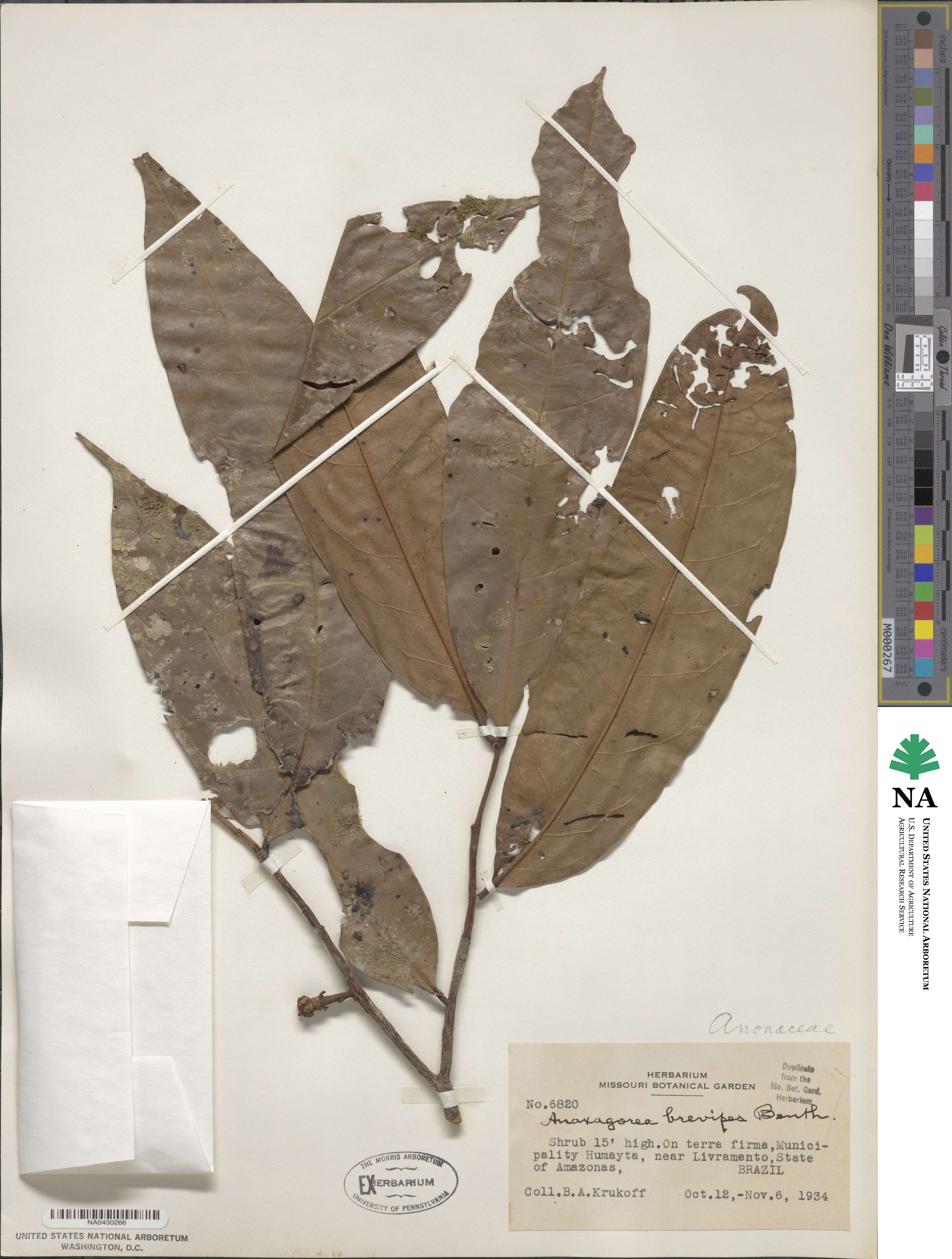 Anaxagorea brevipes image