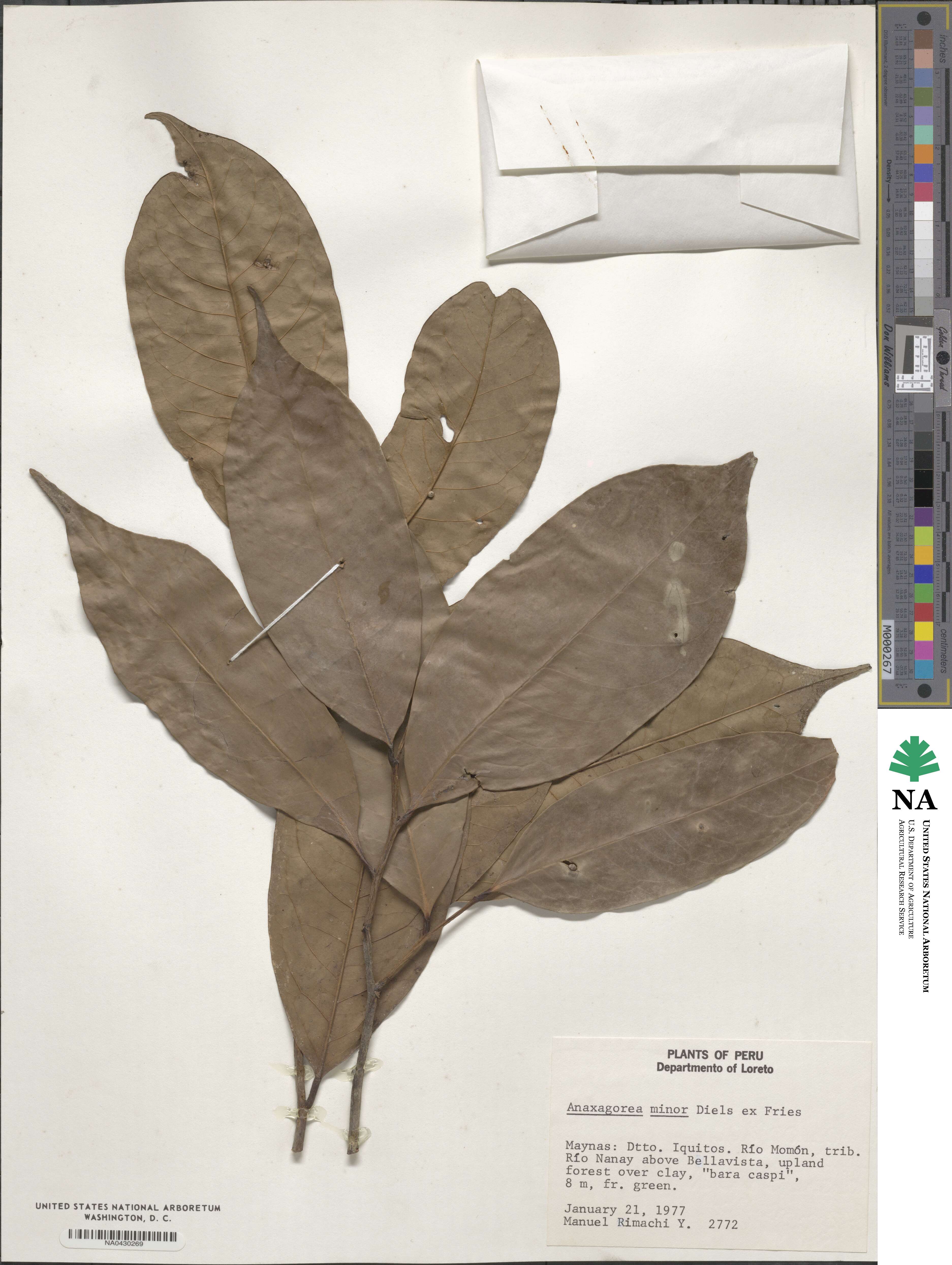 Anaxagorea brevipes image