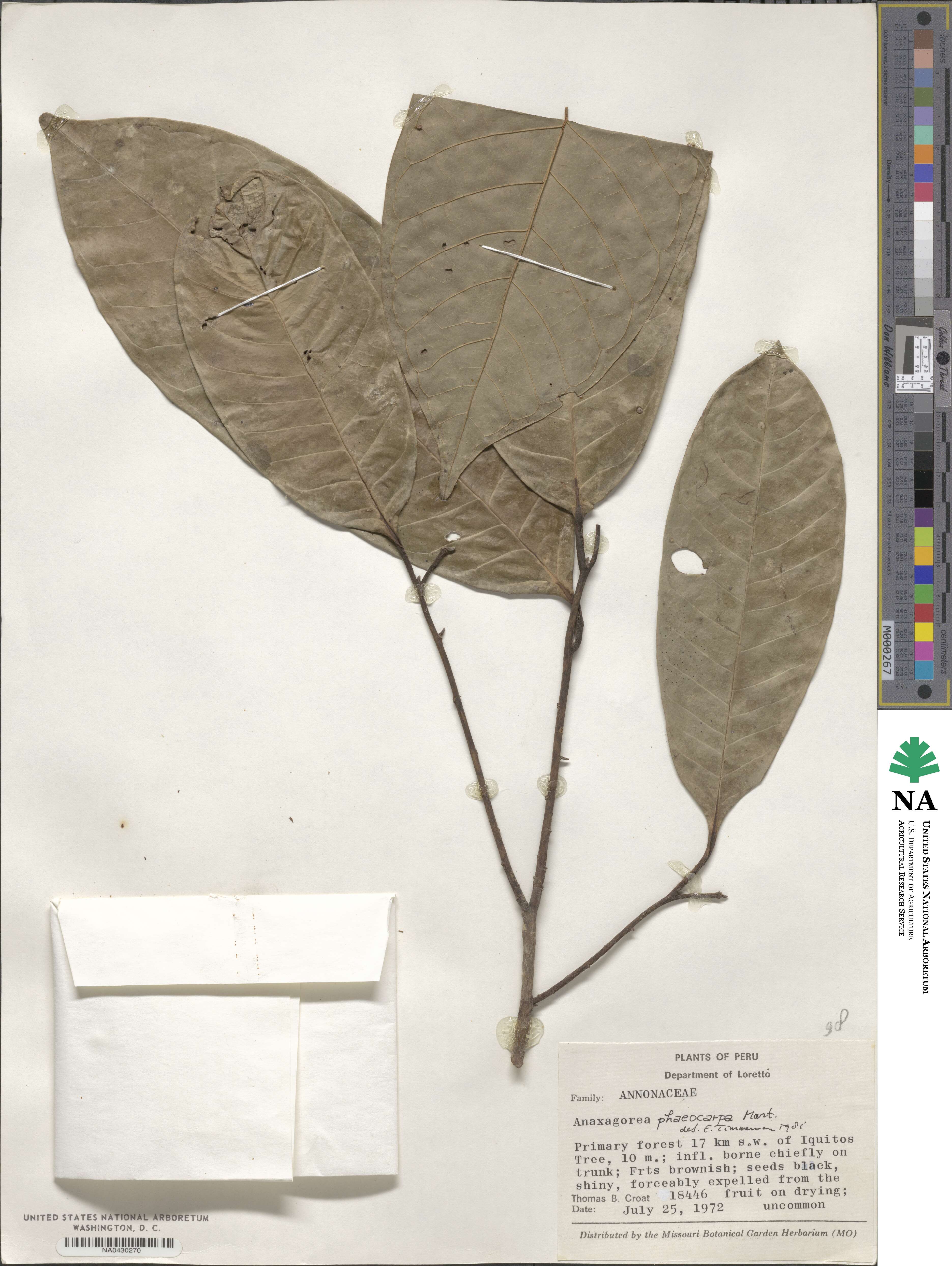 Anaxagorea phaeocarpa image