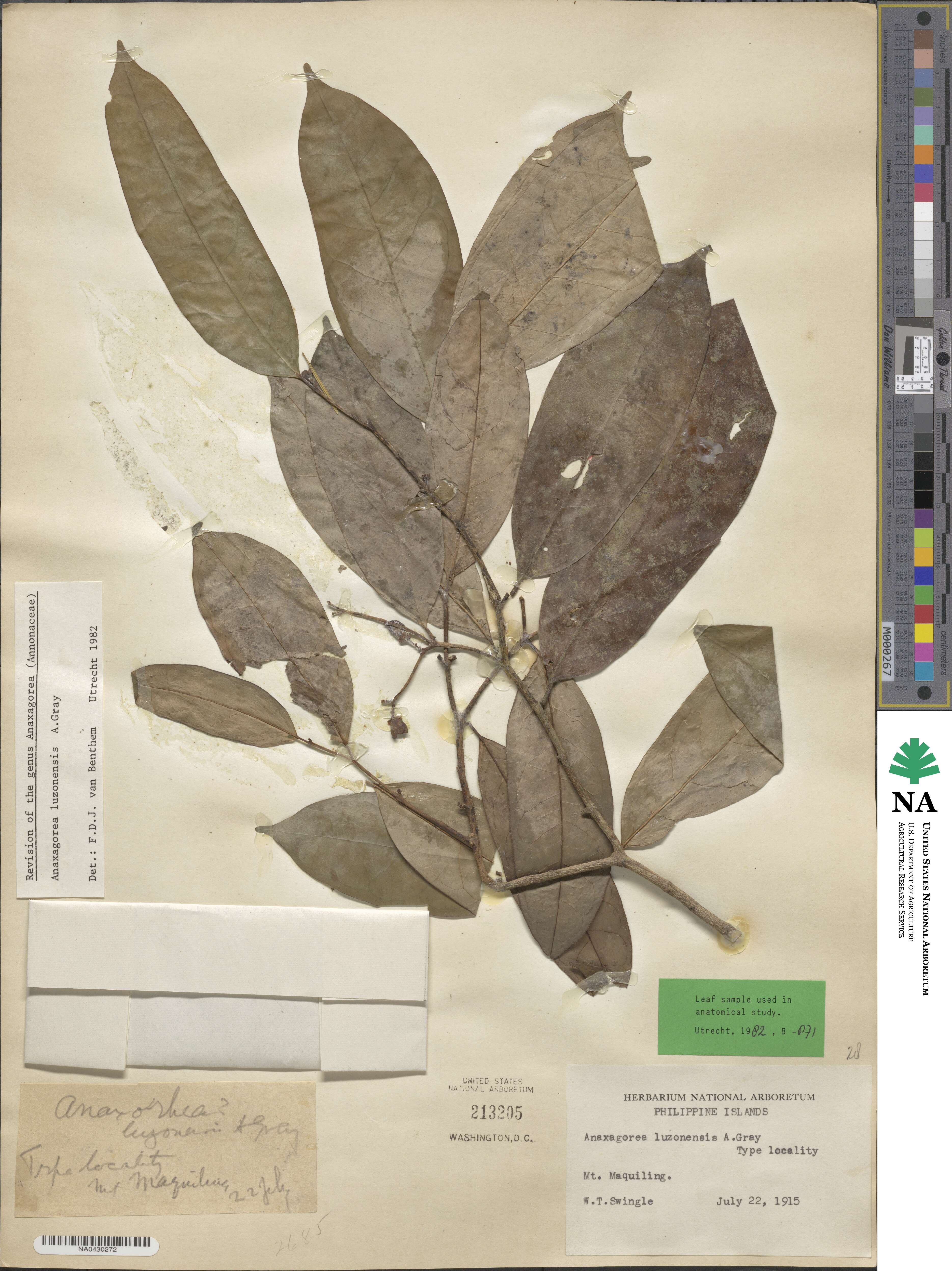 Anaxagorea luzonensis image