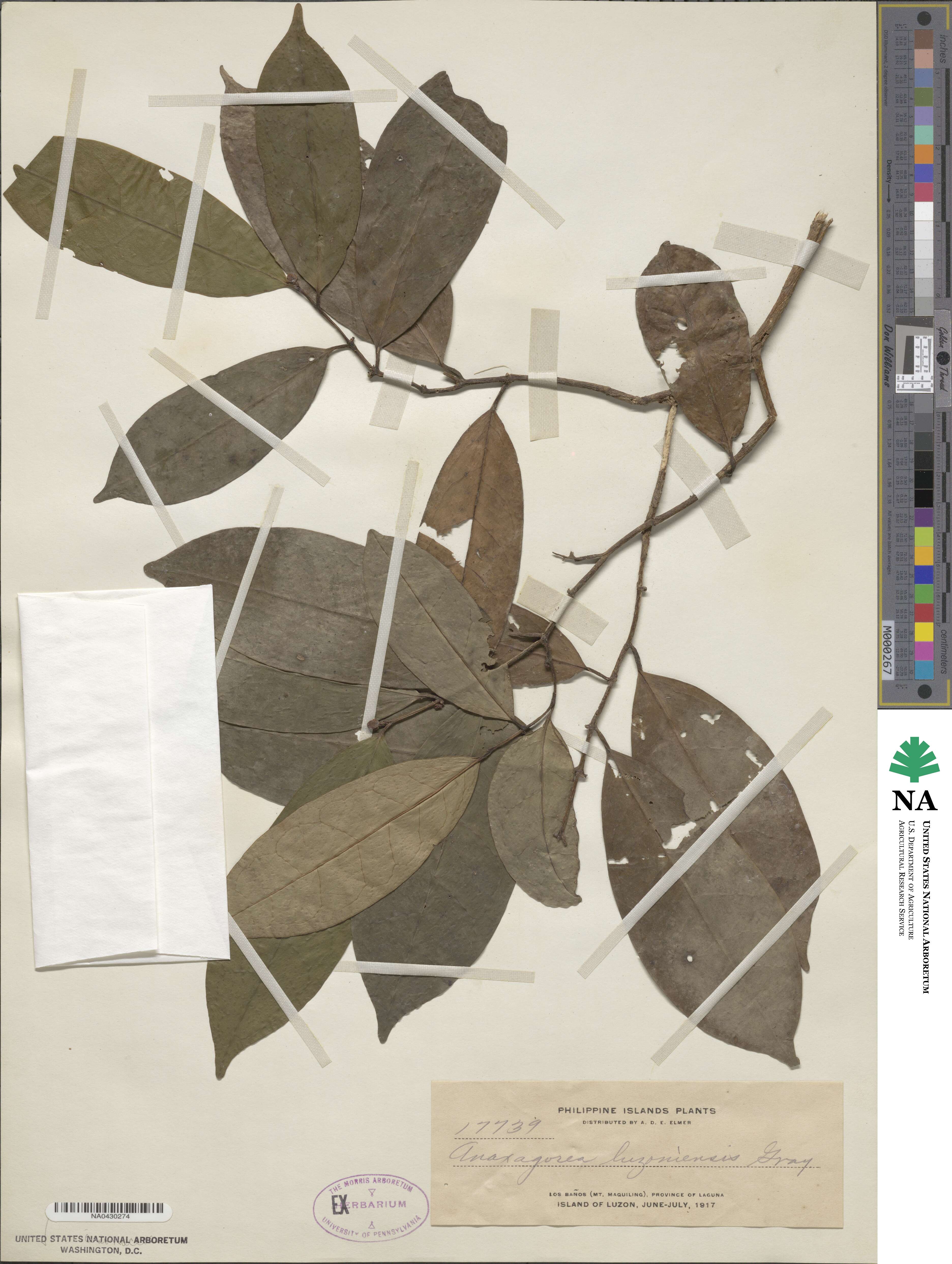 Anaxagorea luzonensis image