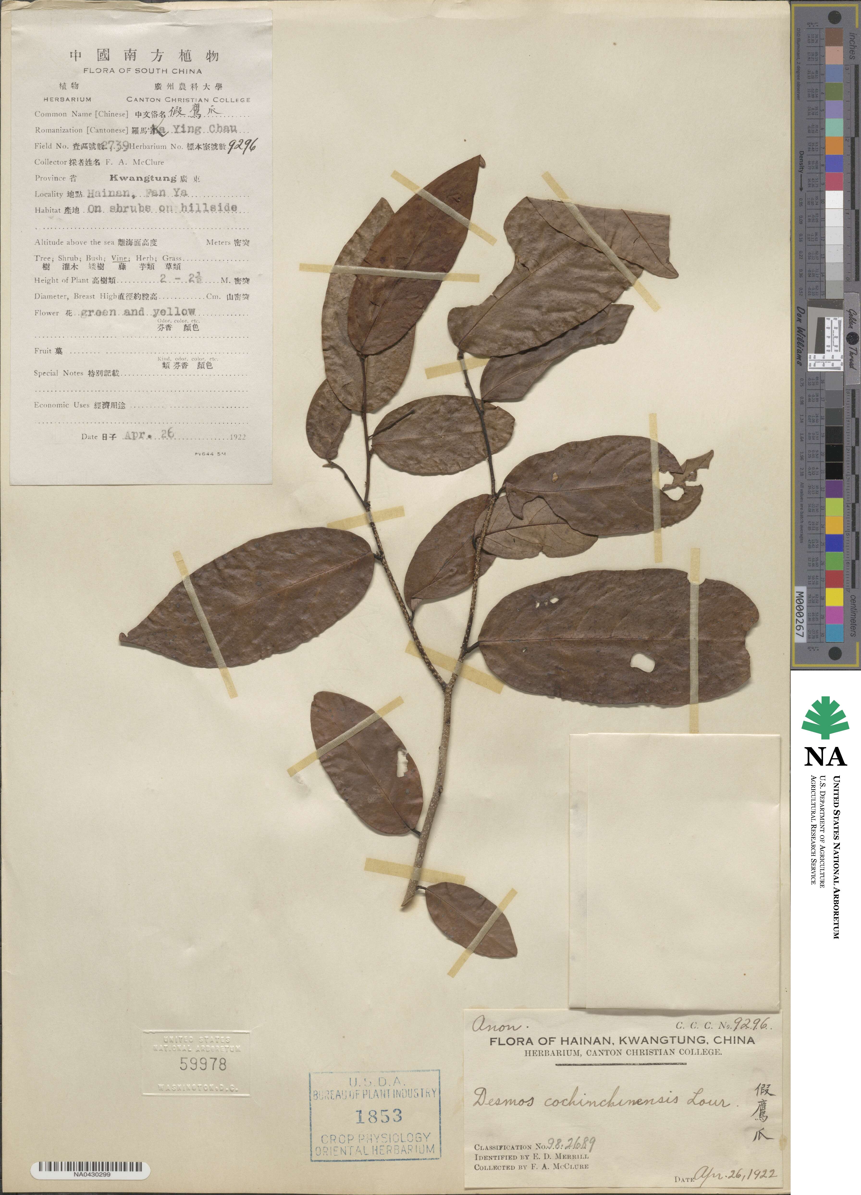 Desmos cochinchinensis image
