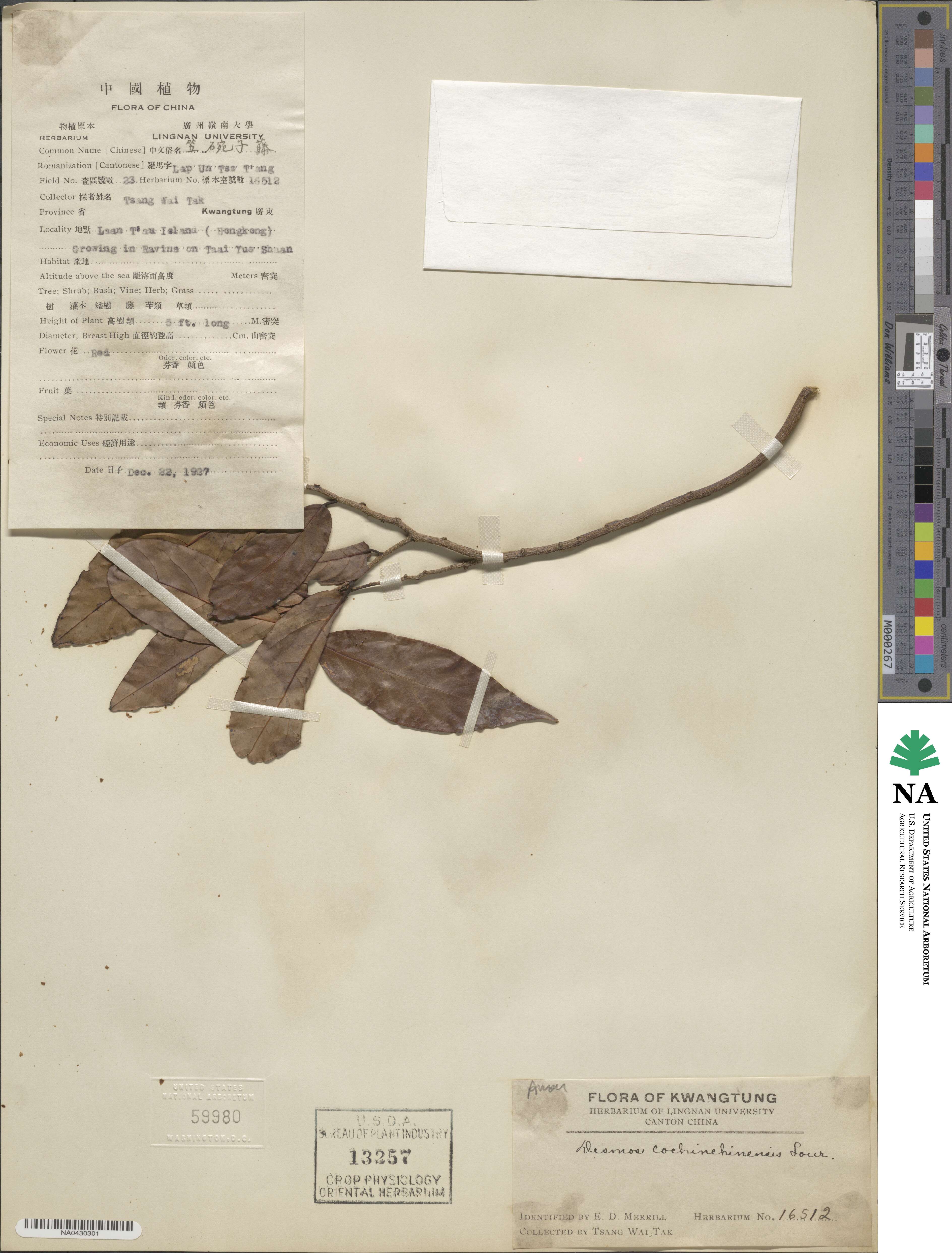Desmos cochinchinensis image