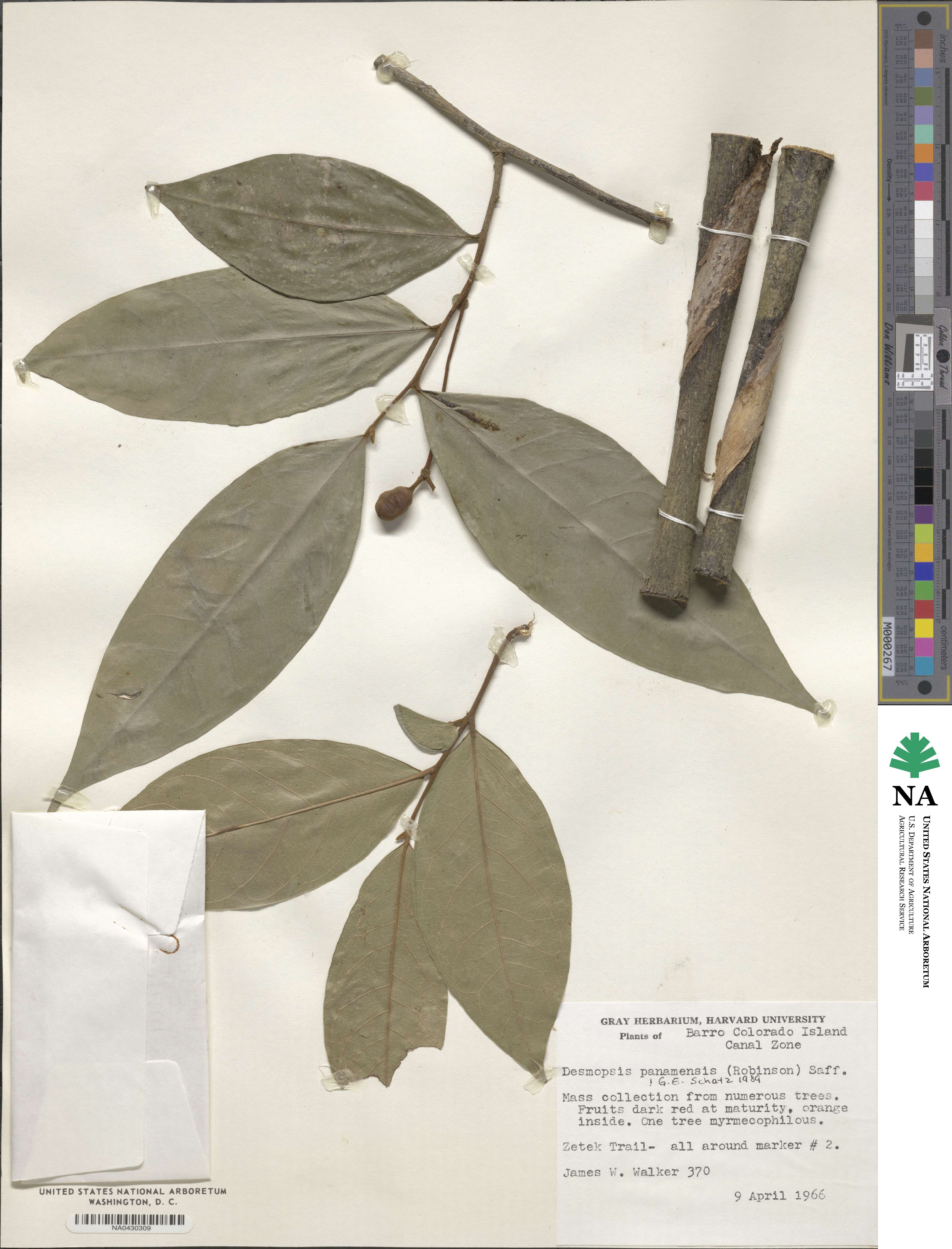 Desmopsis panamensis image
