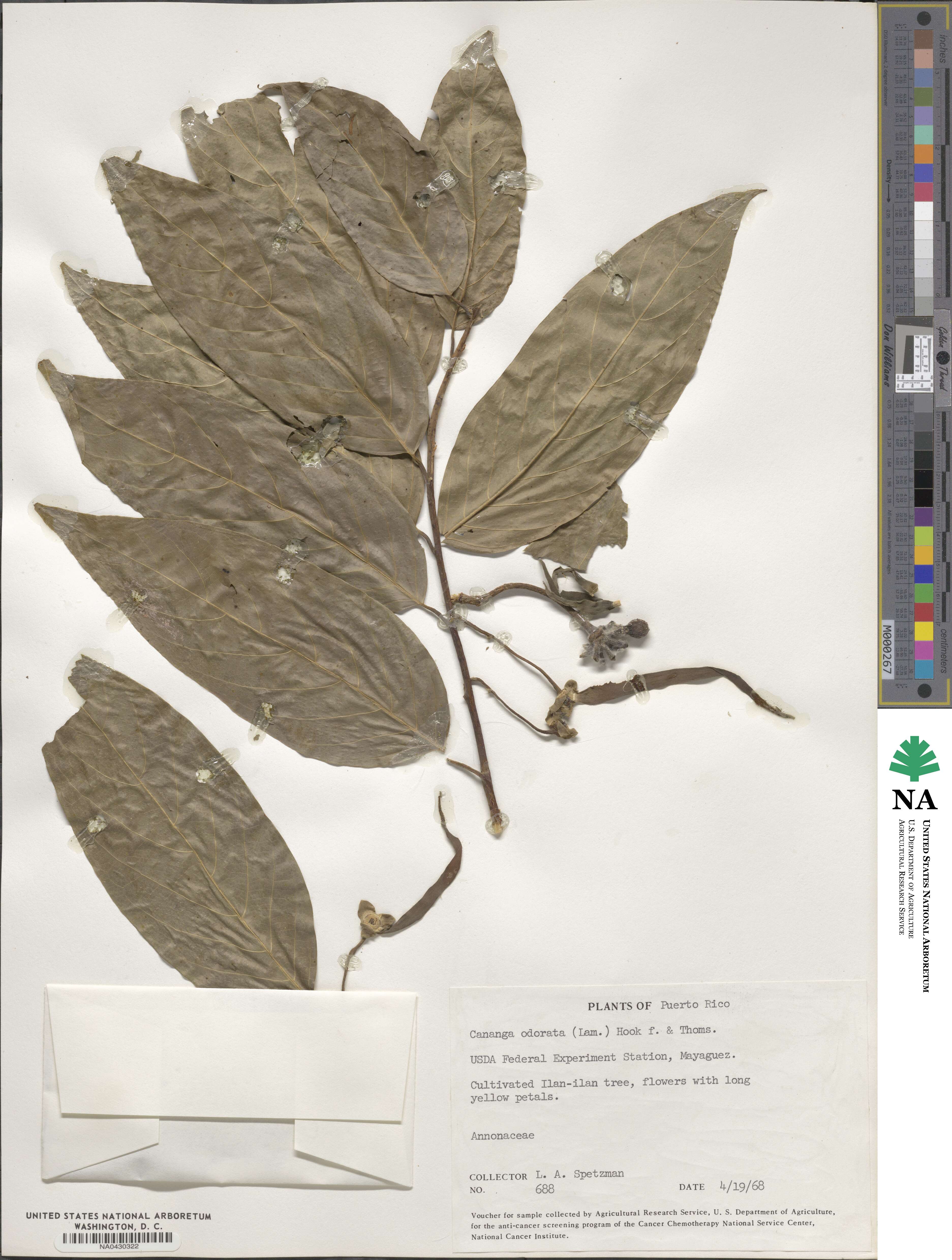 Cananga odorata image