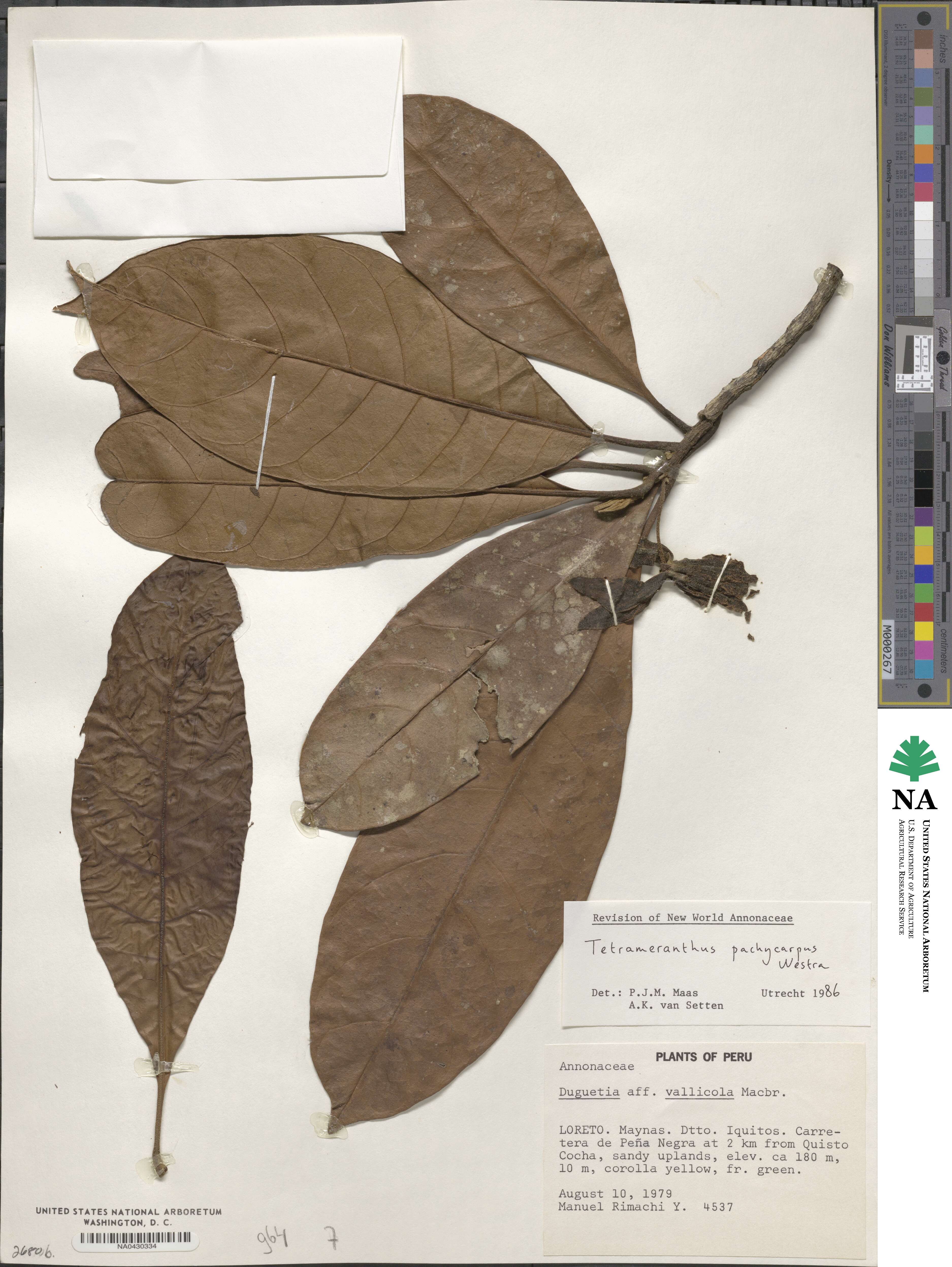 Tetrameranthus image