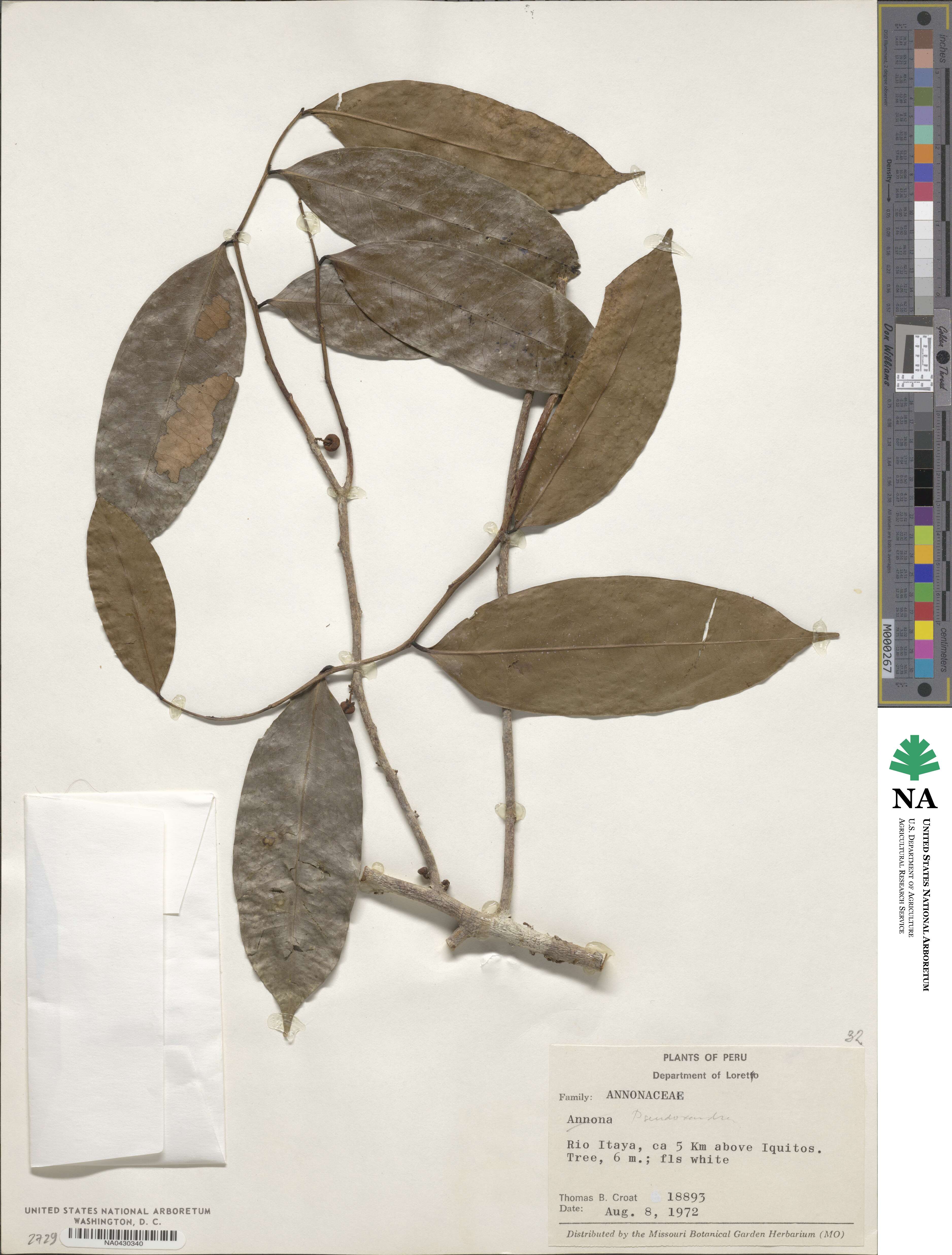 Pseudoxandra image
