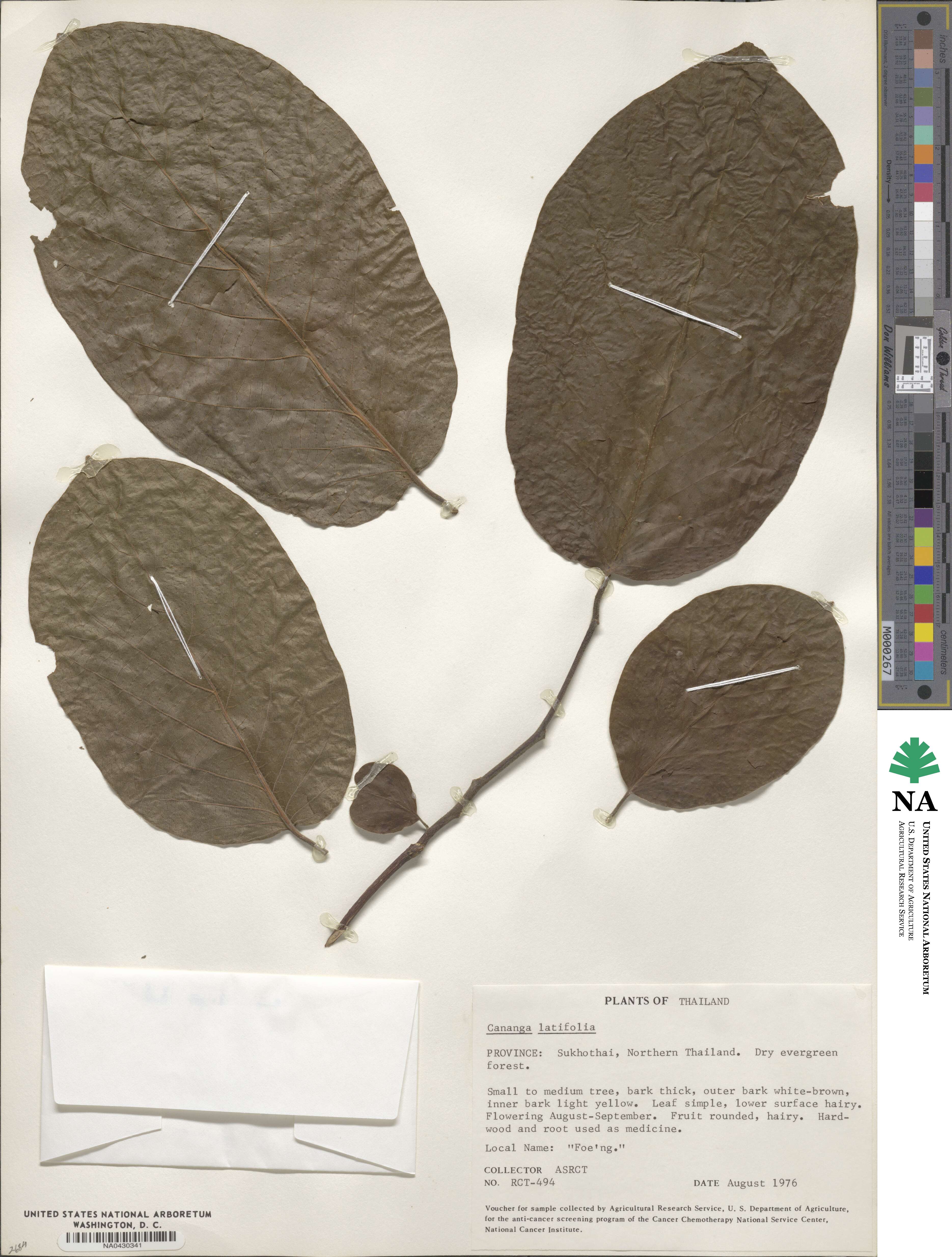 Cananga brandisiana image