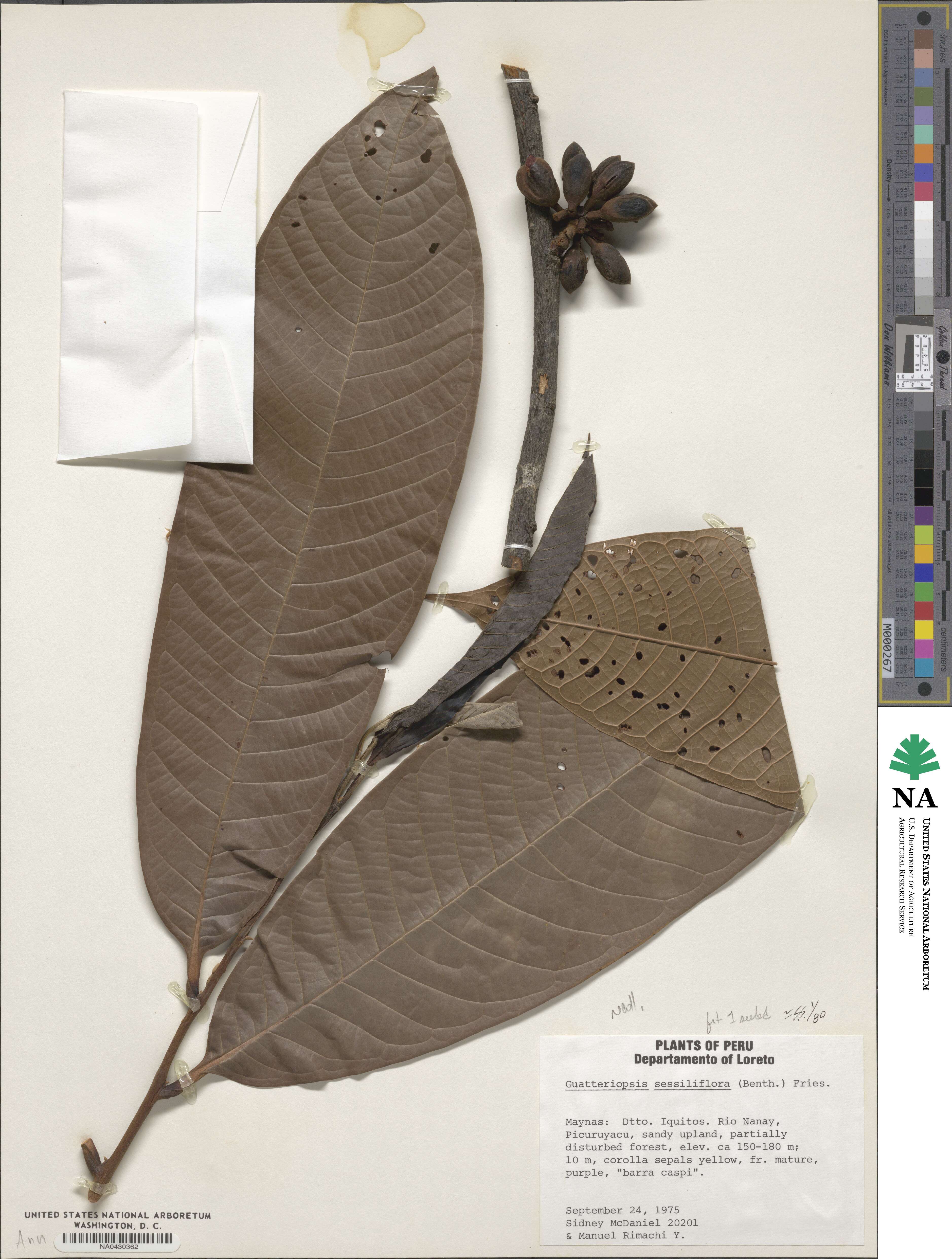 Guatteria blepharophylla image