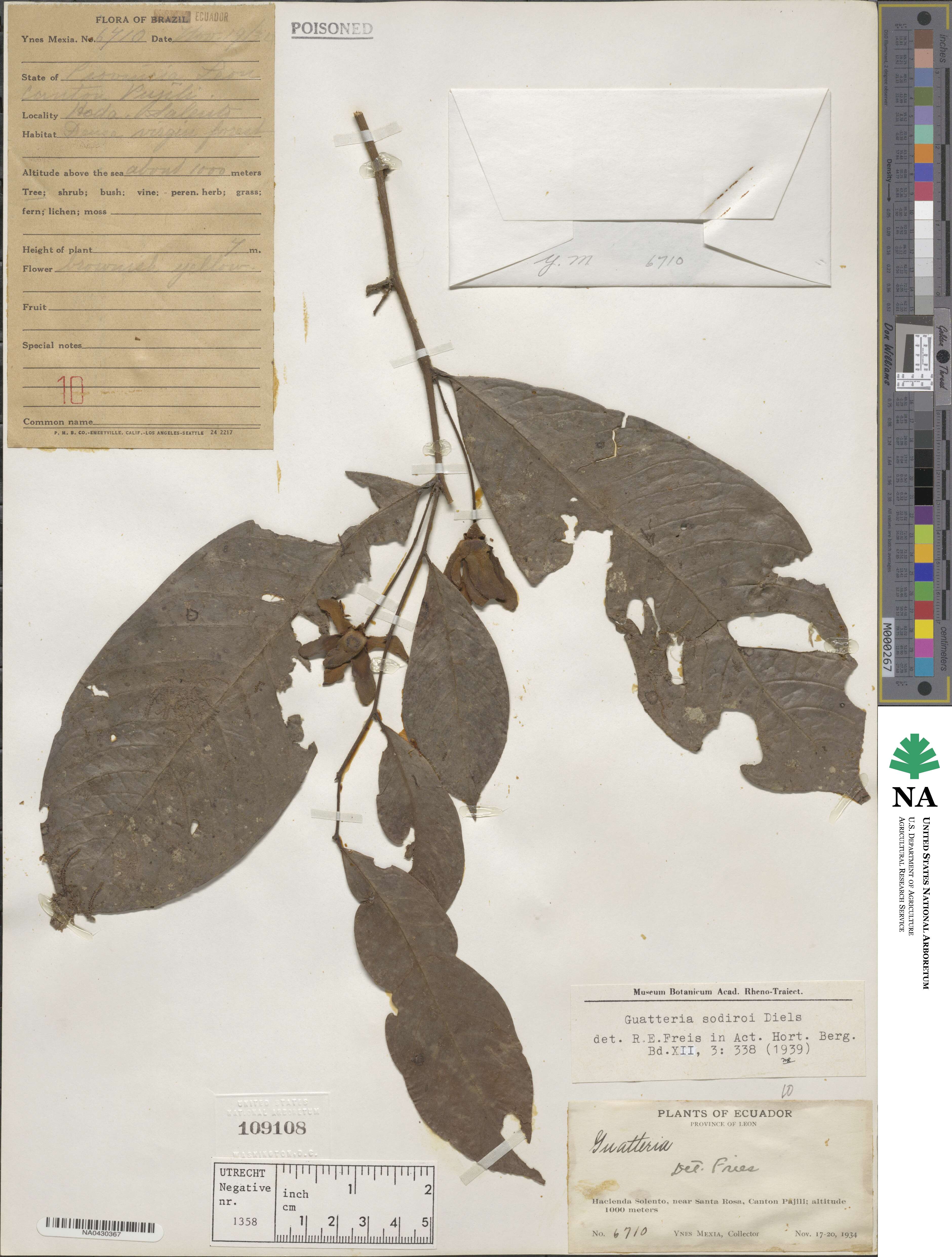 Guatteria sodiroi image