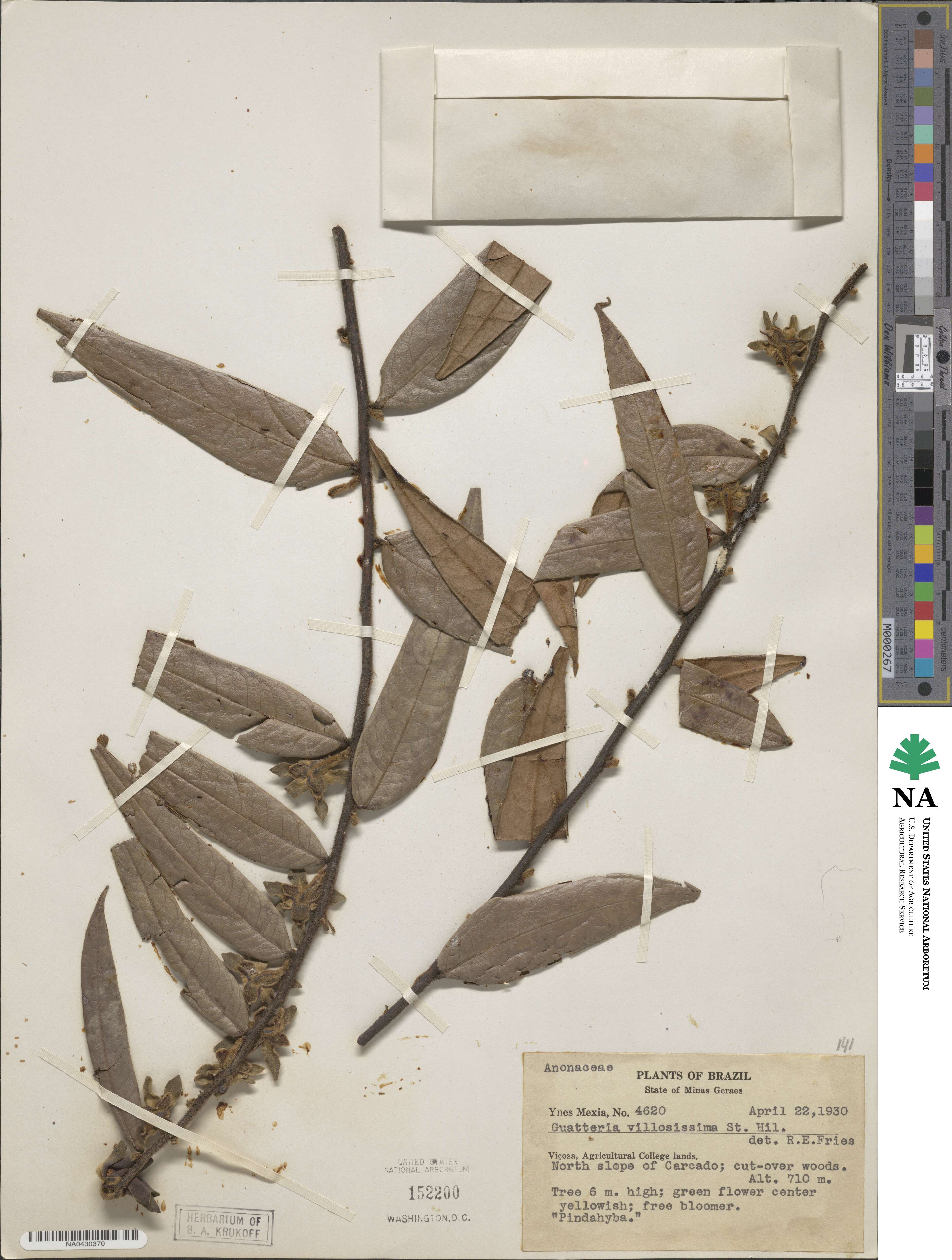 Polyalthia cauliflora image