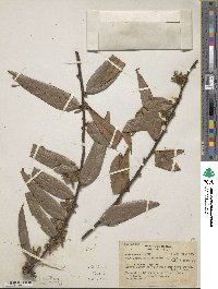 Image of Polyalthia cauliflora