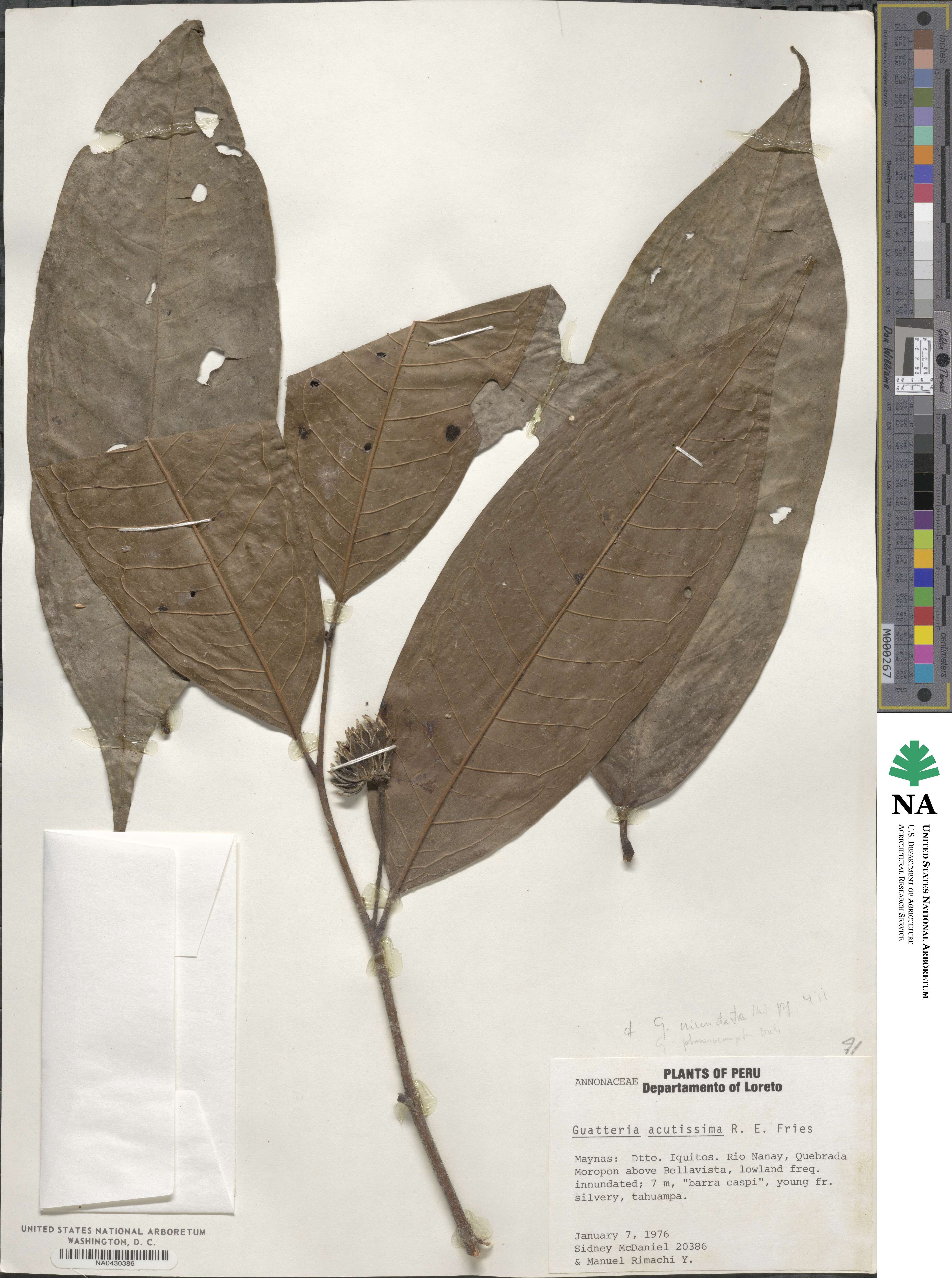 Guatteria acutissima image
