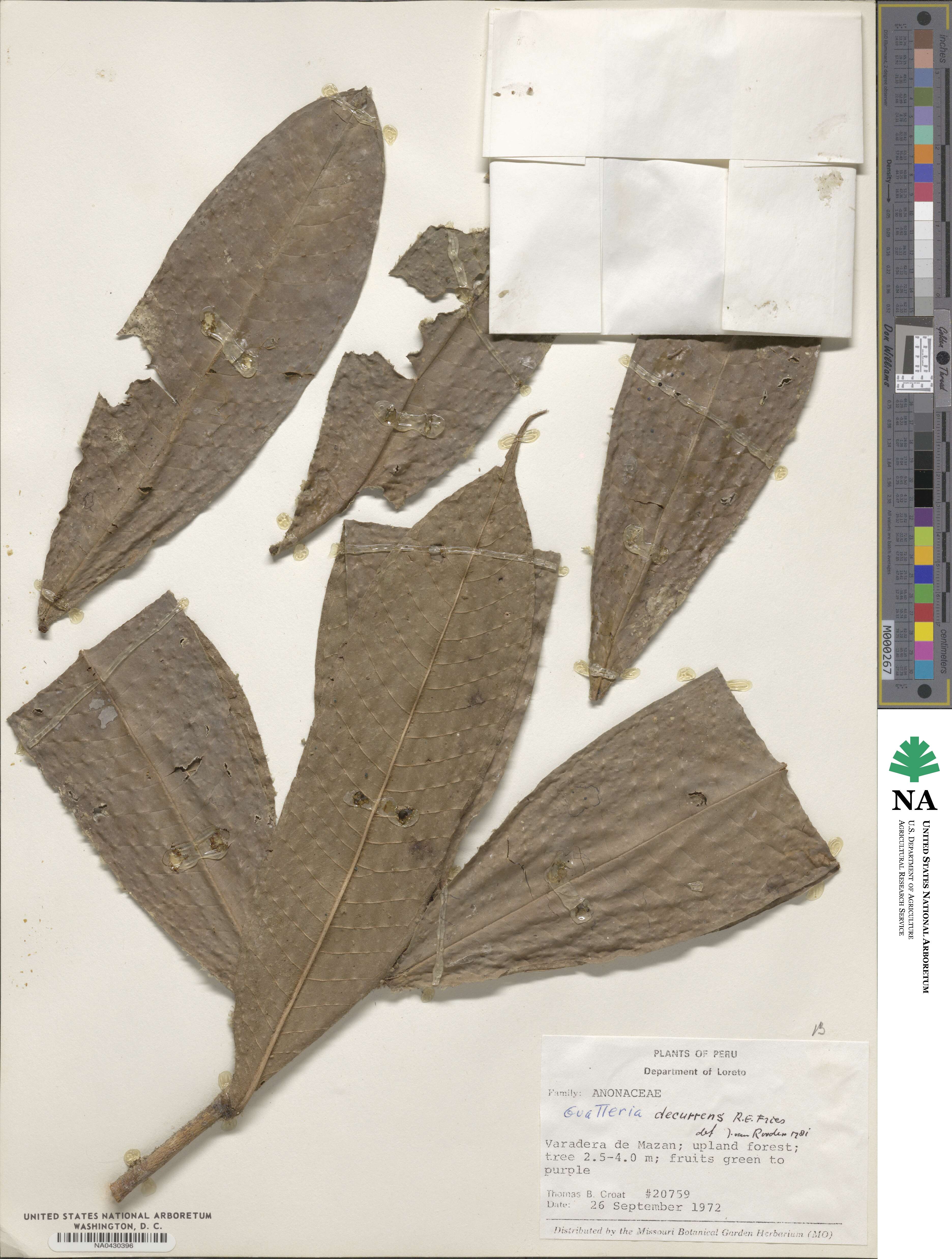 Guatteria decurrens image