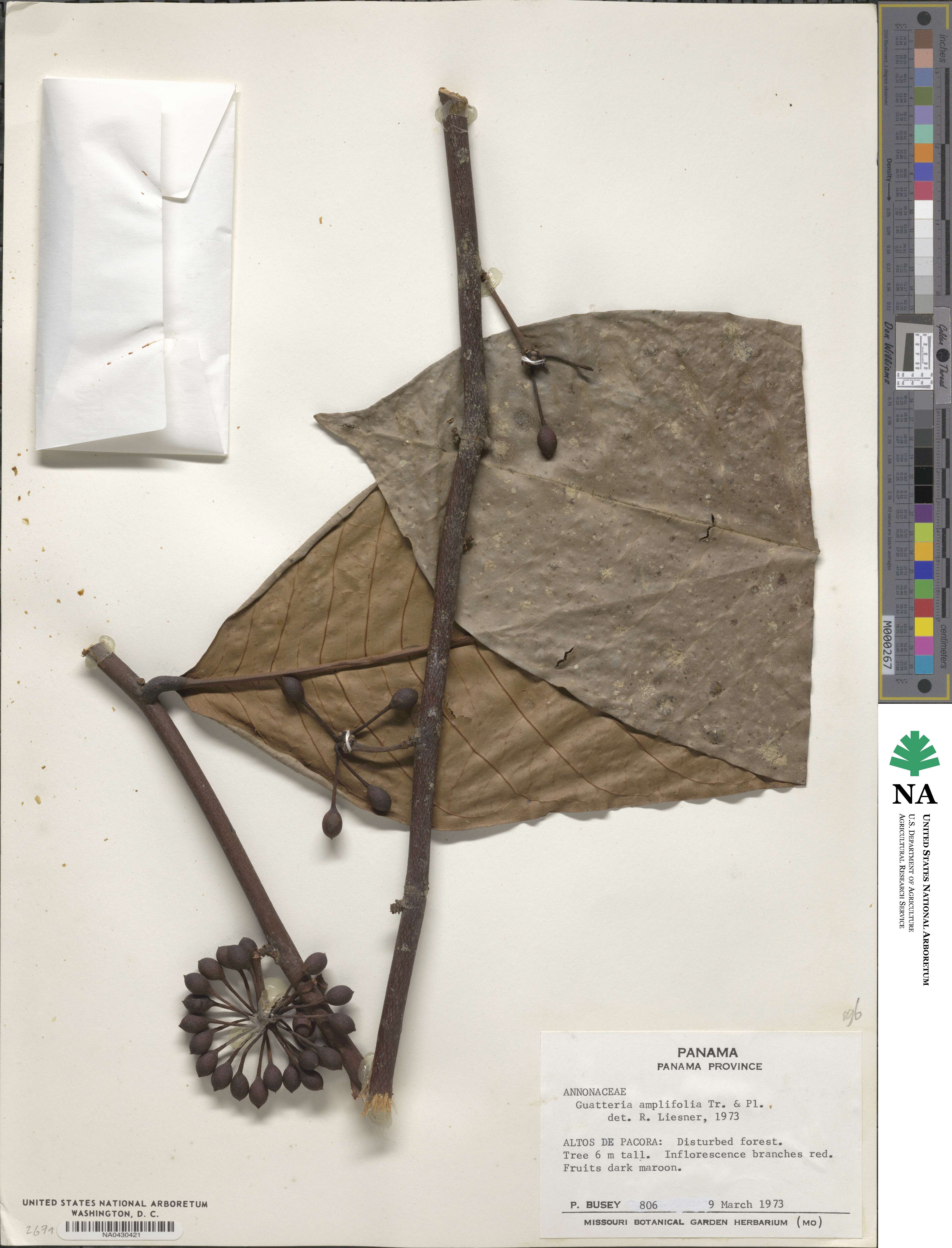 Guatteria amplifolia image