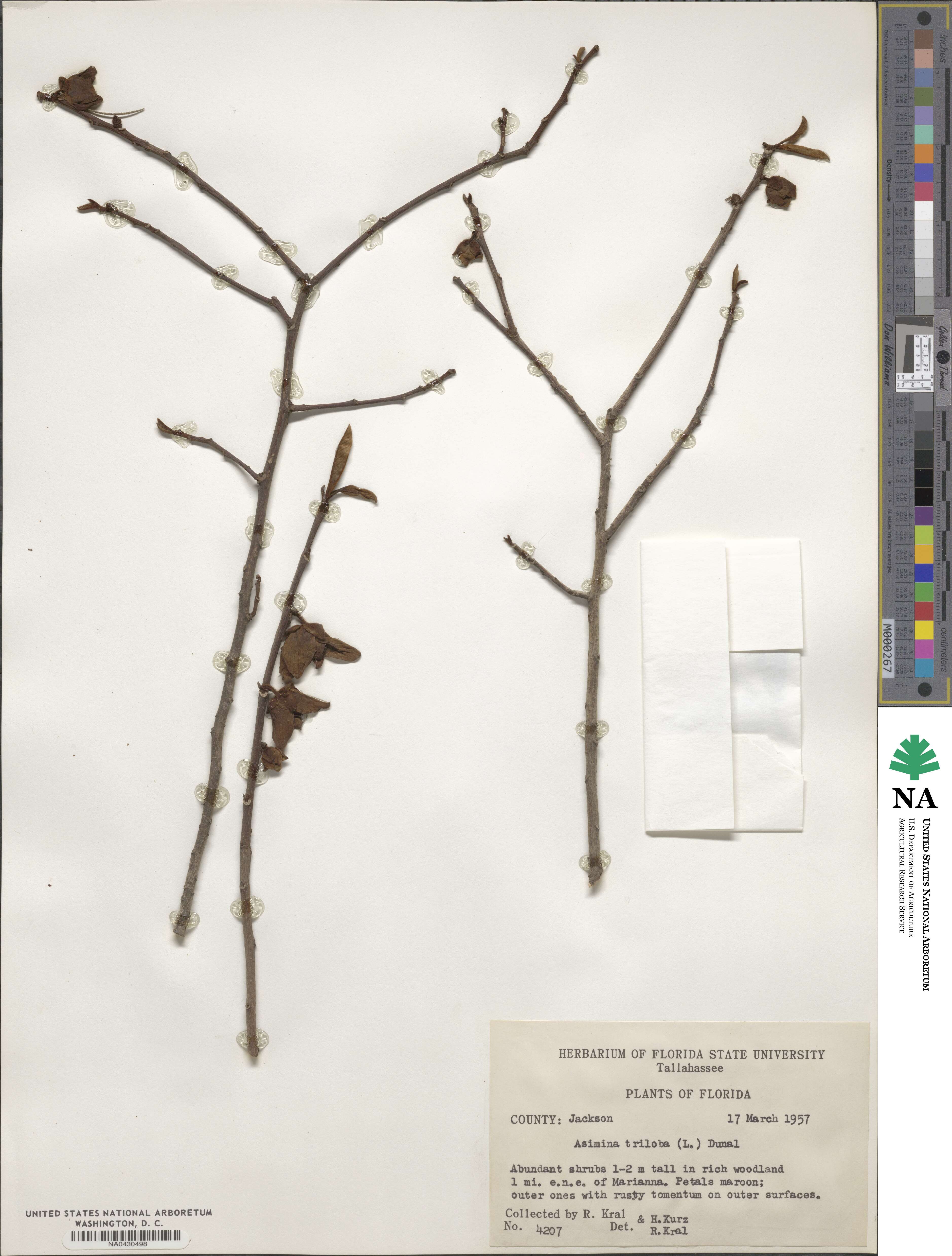 Asimina triloba image
