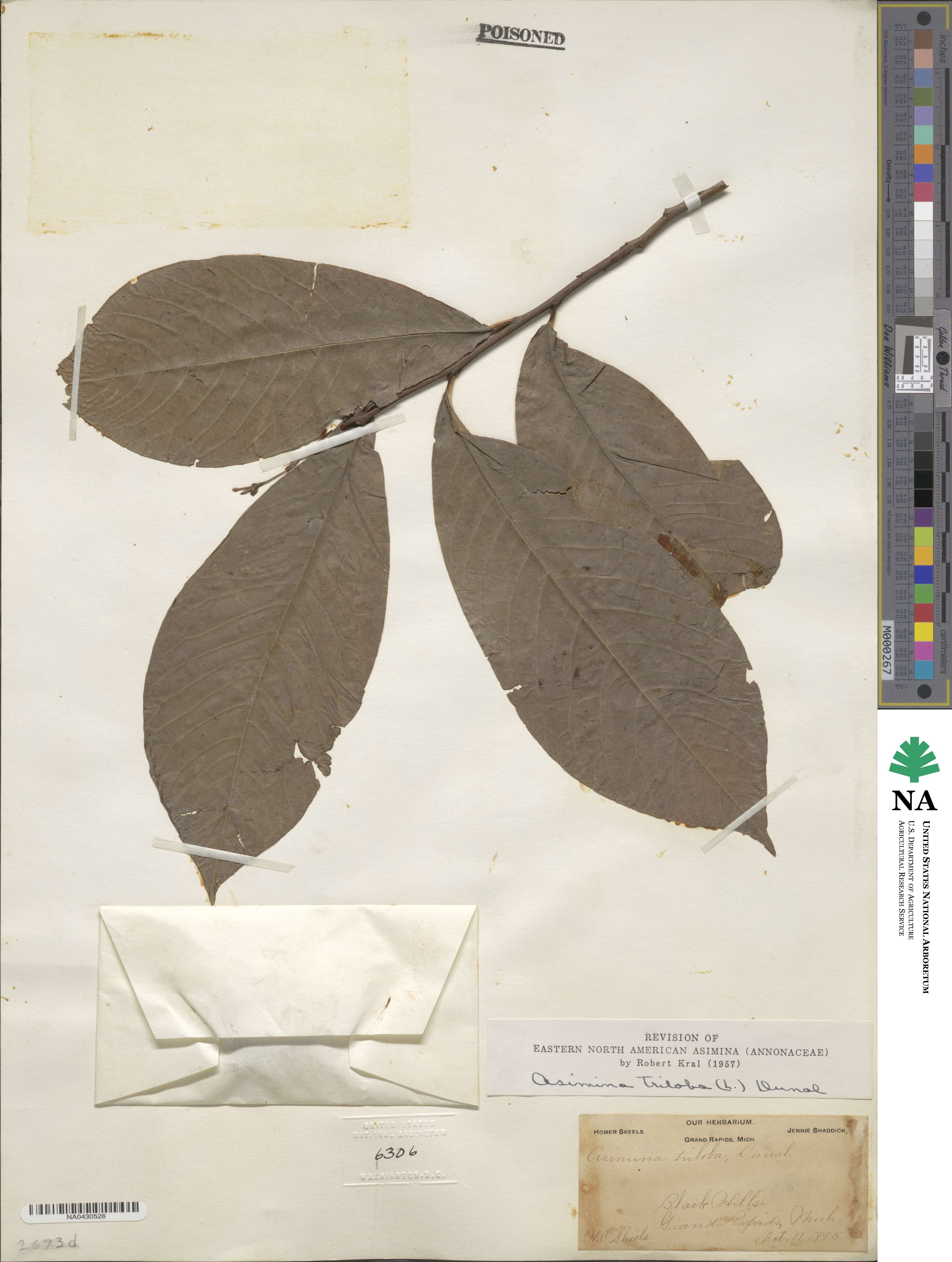 Asimina triloba image
