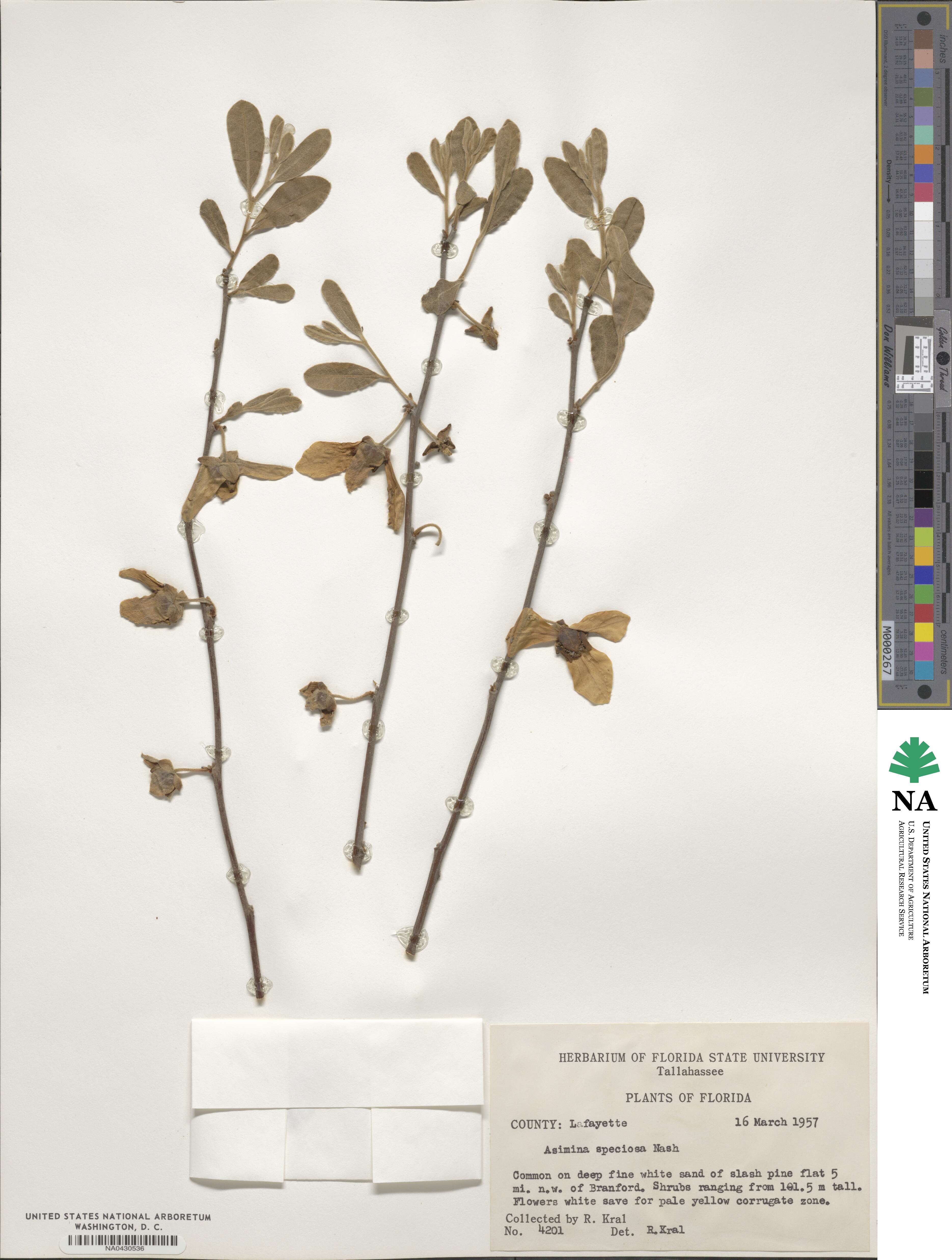 Asimina speciosa image