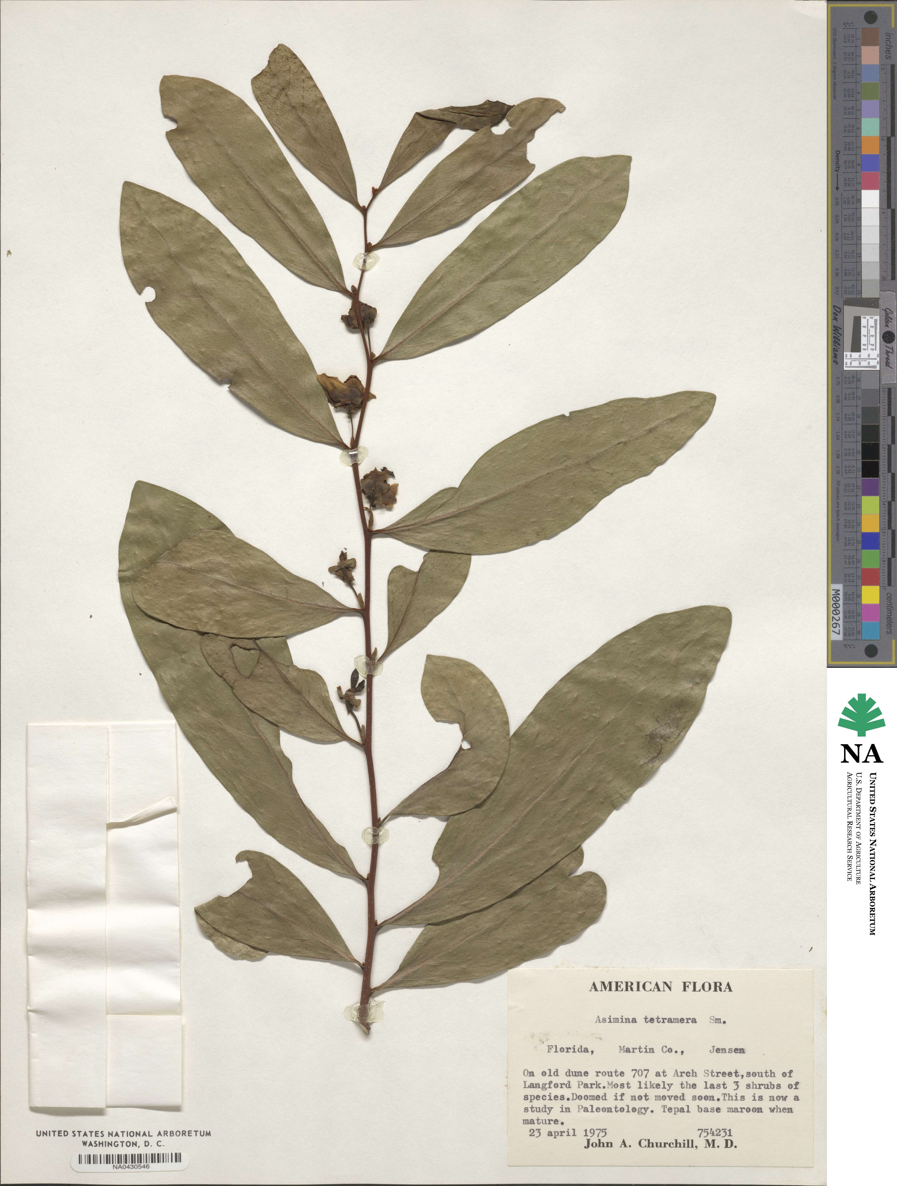 Annonaceae image