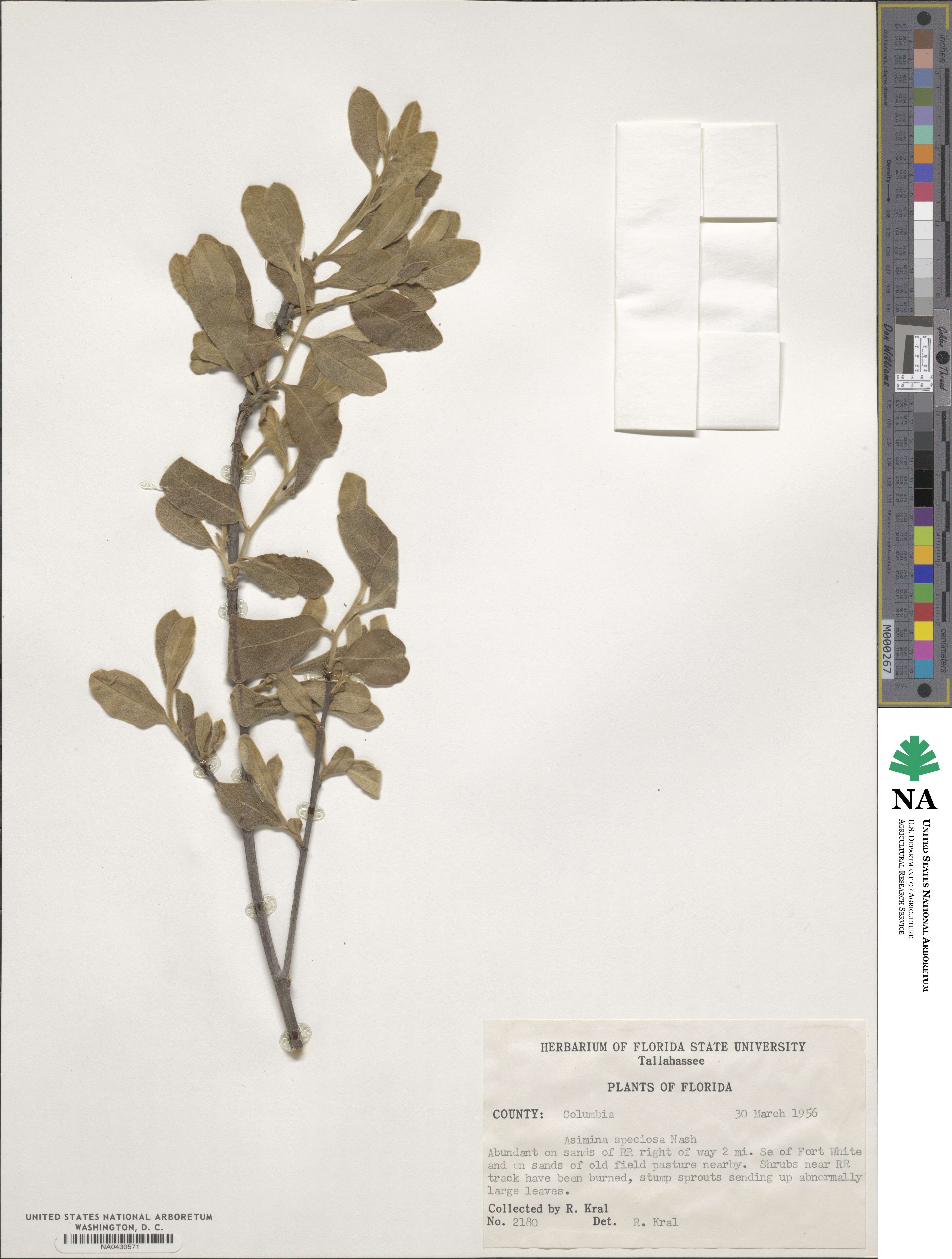 Asimina speciosa image
