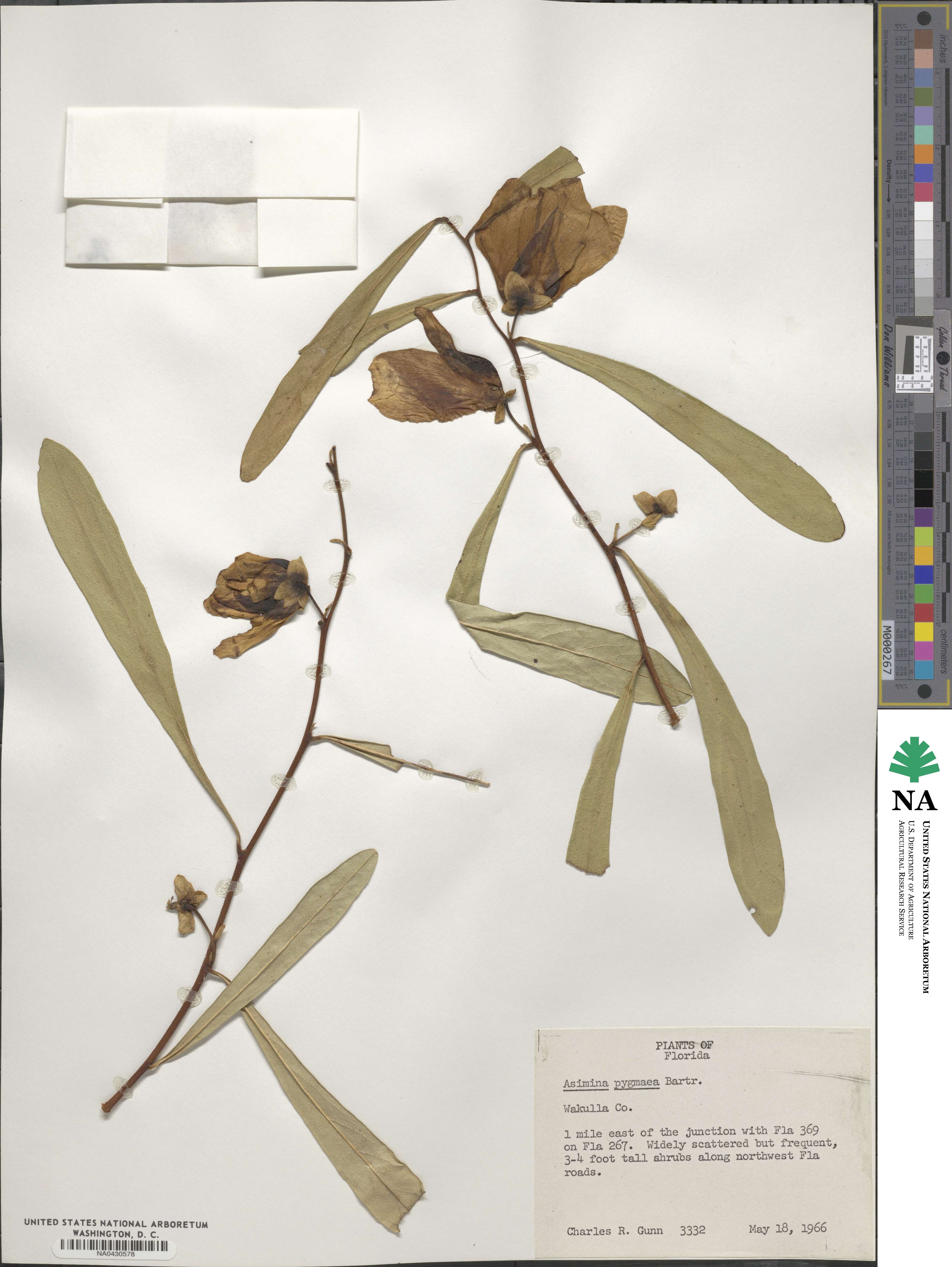 Asimina pygmaea image