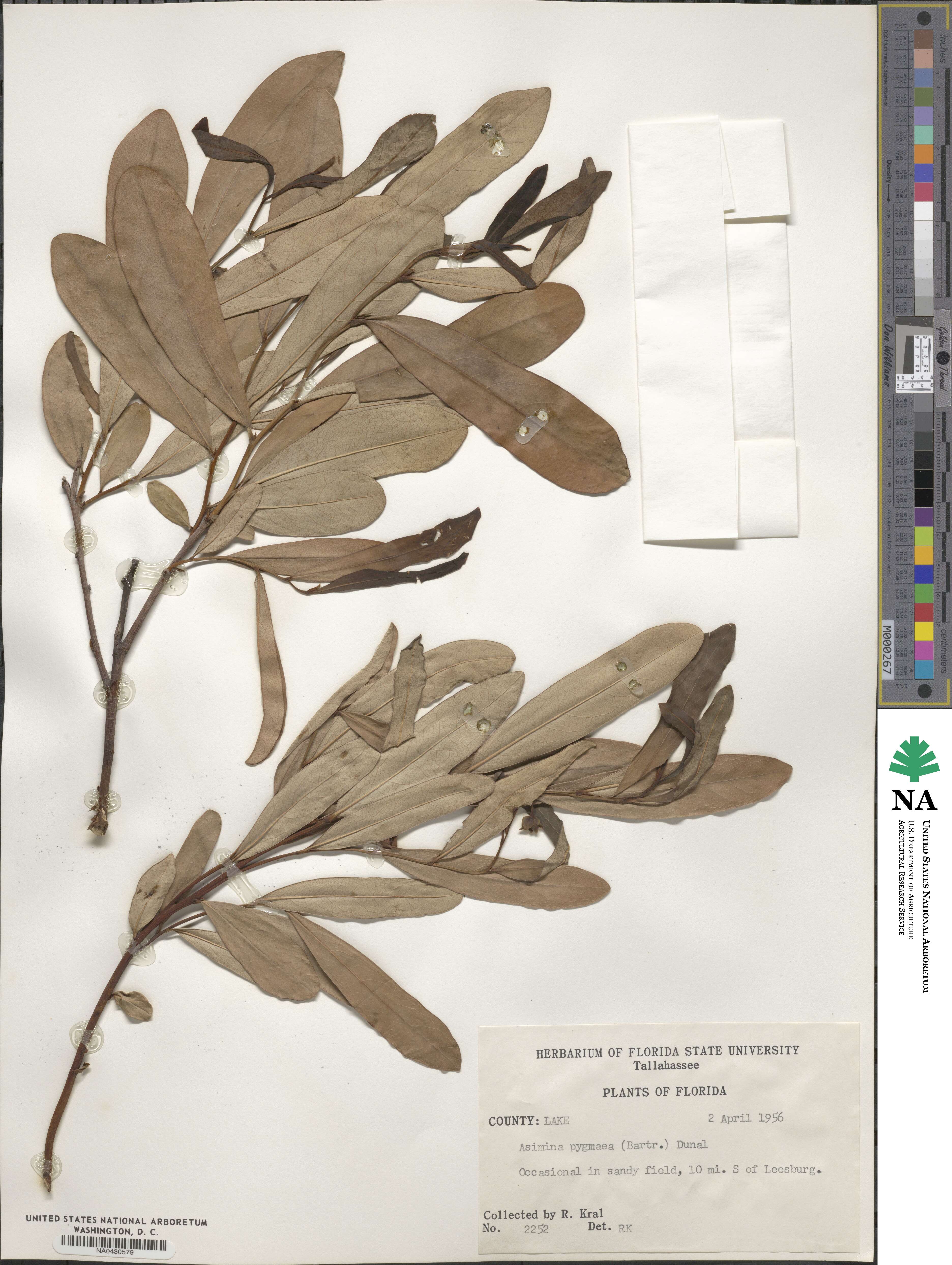 Asimina pygmaea image