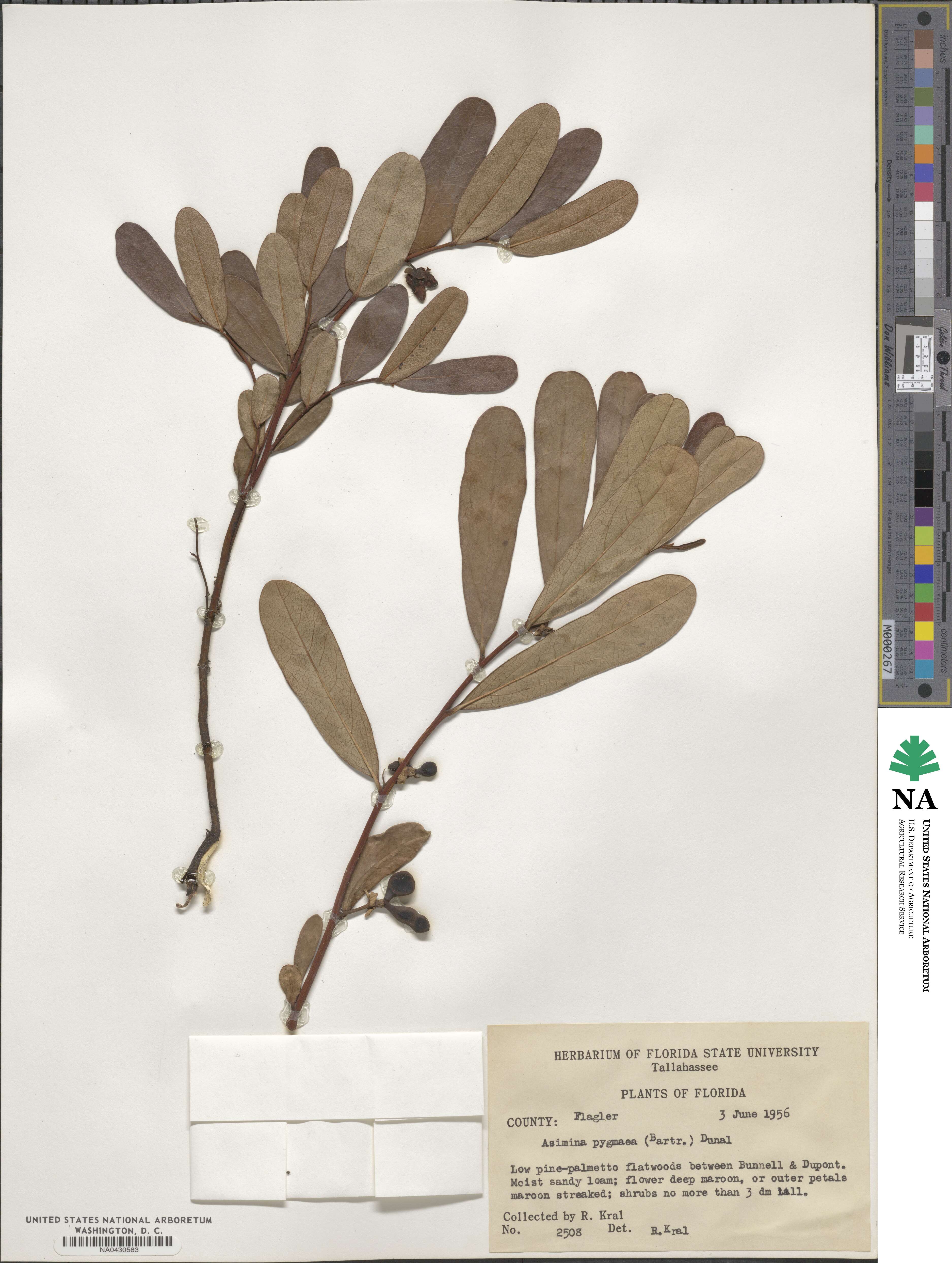 Asimina pygmaea image