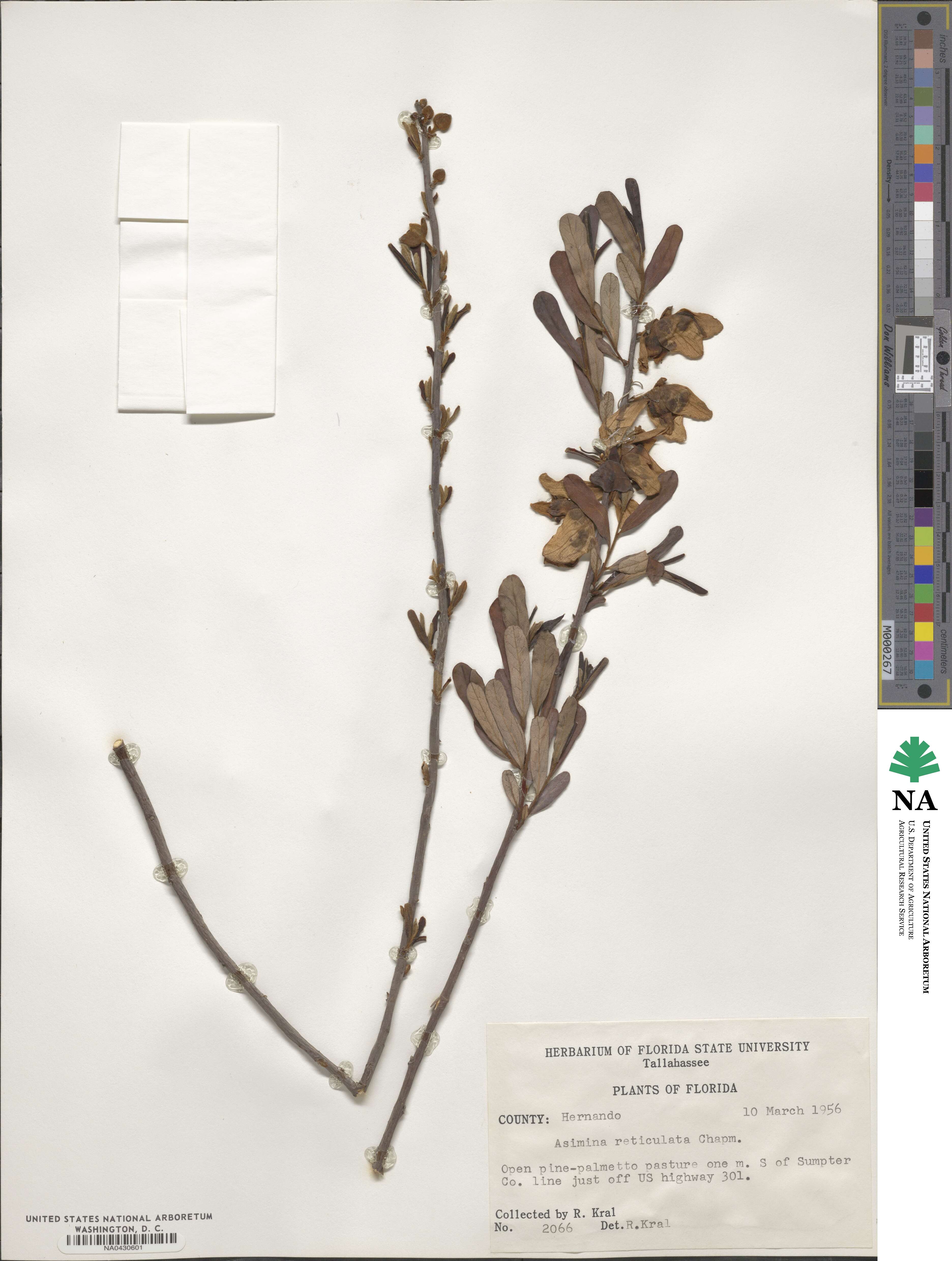 Asimina reticulata image