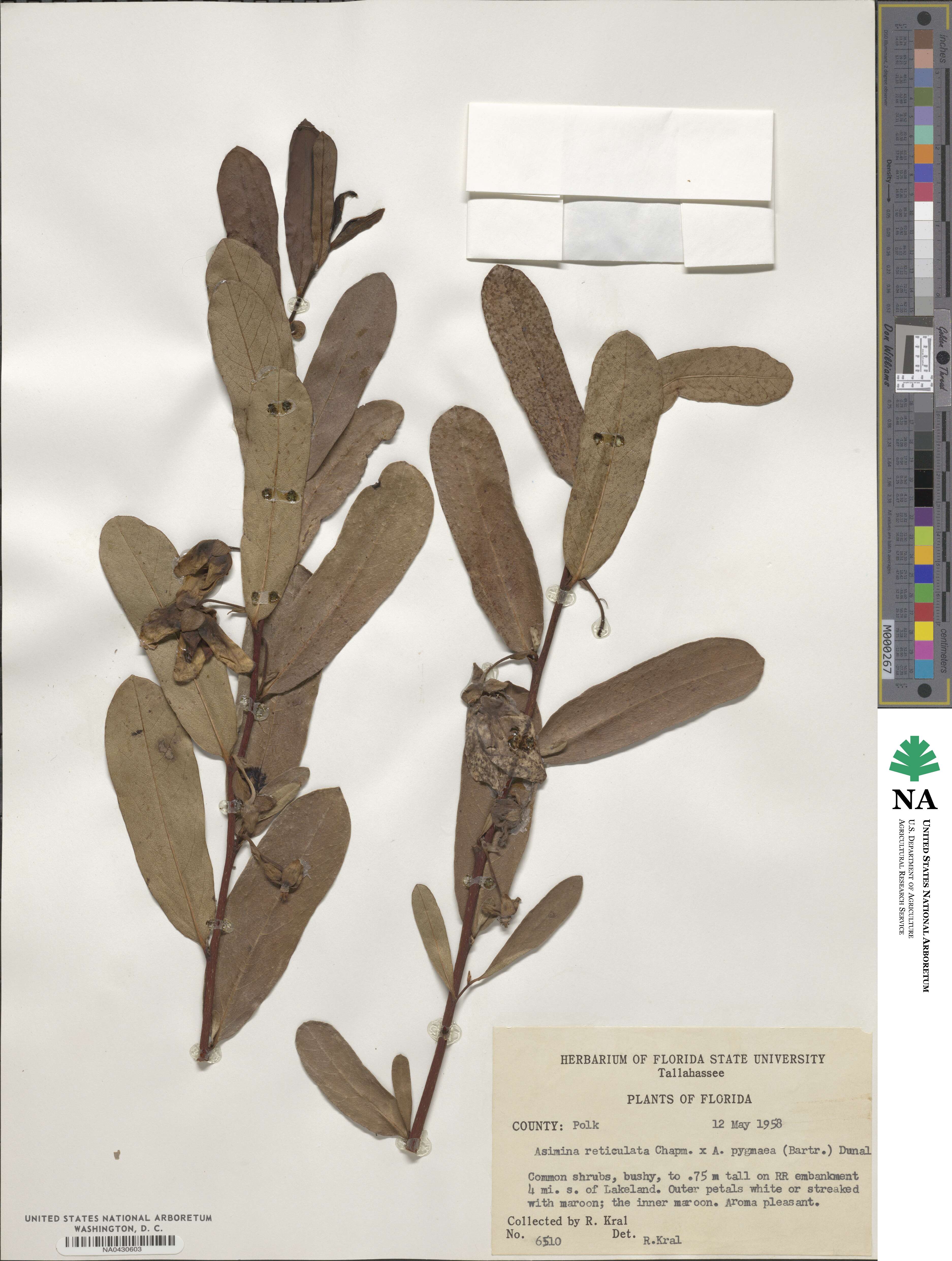 Asimina reticulata image