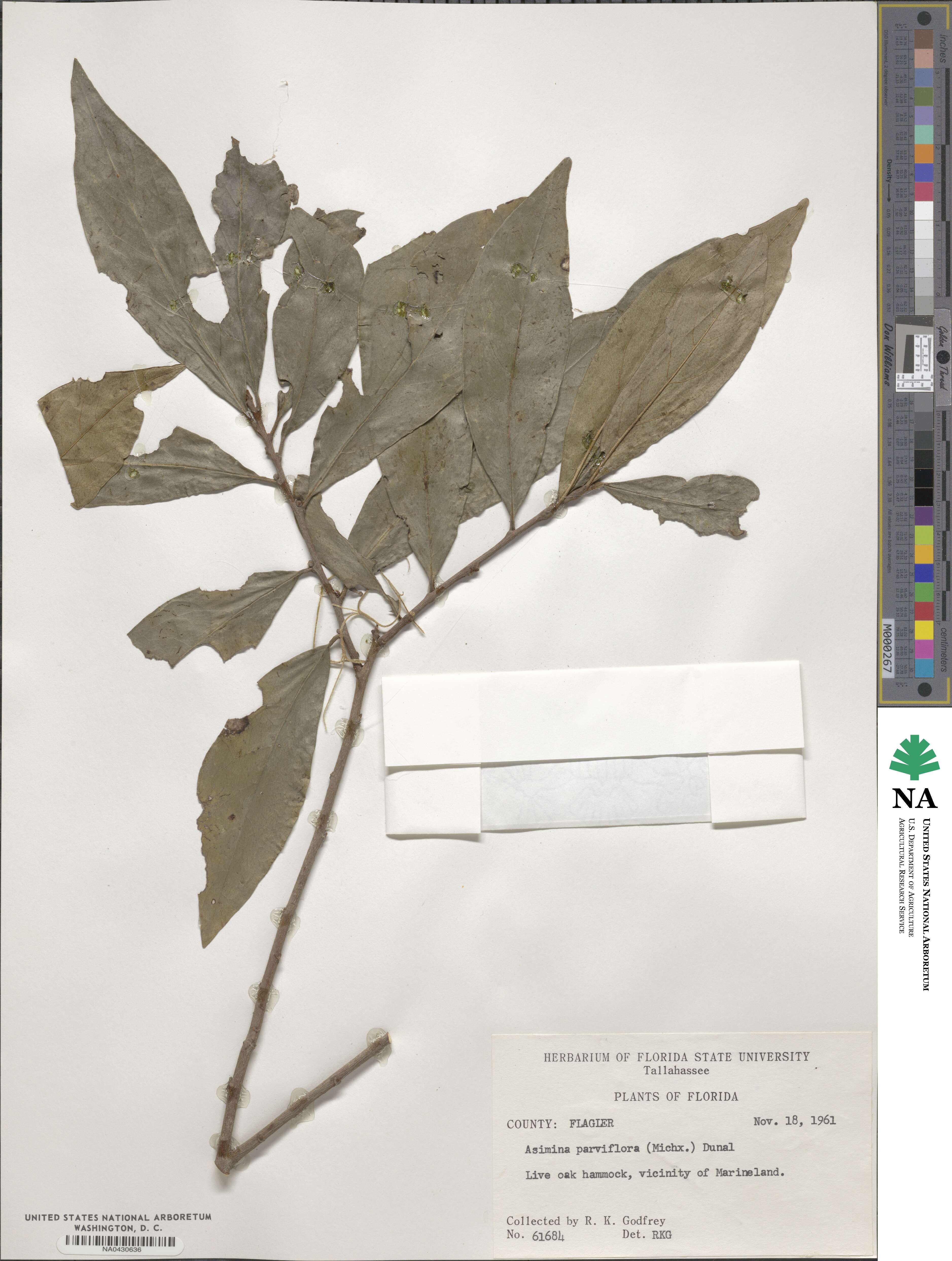 Asimina parviflora image