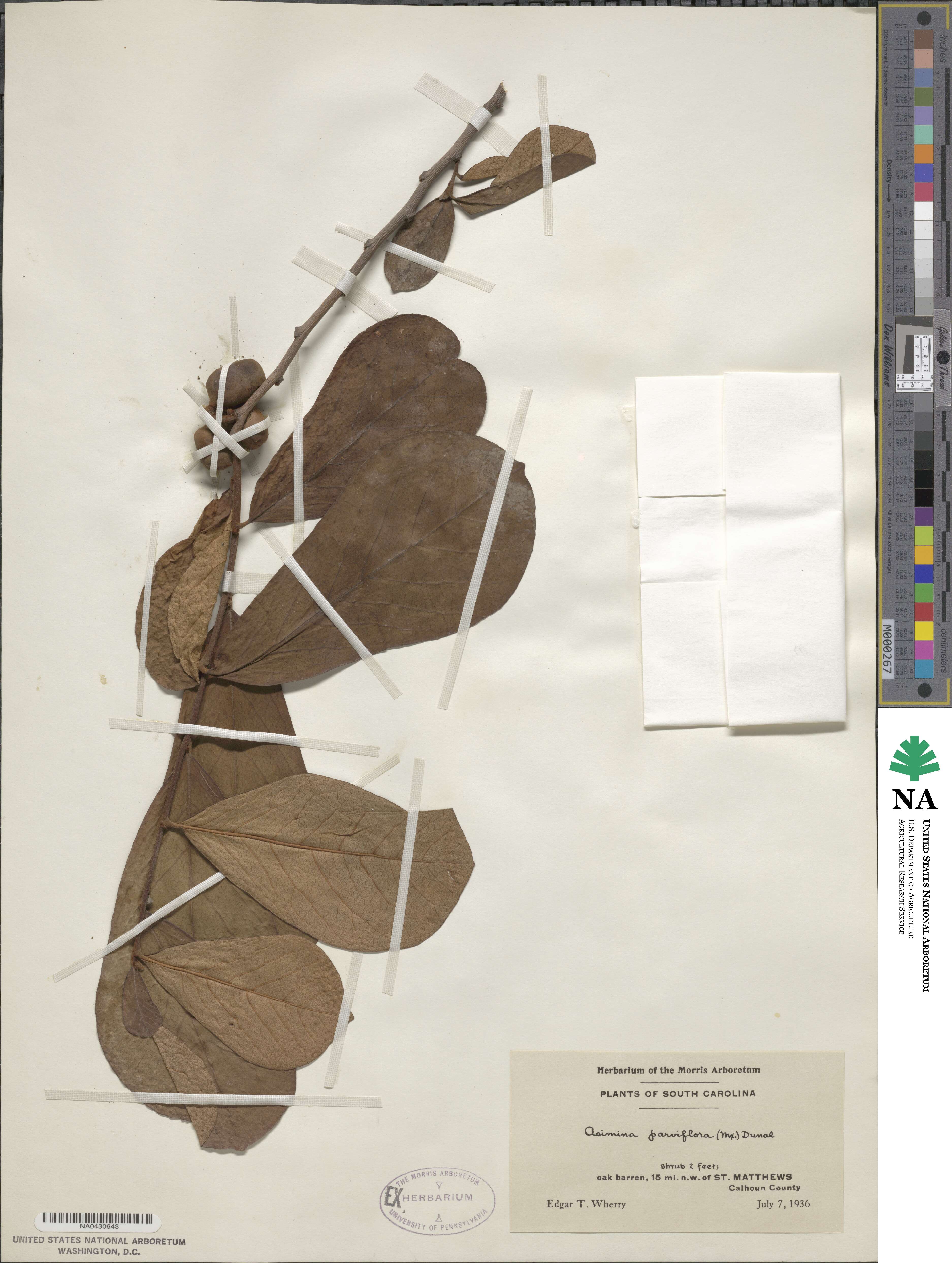 Asimina parviflora image