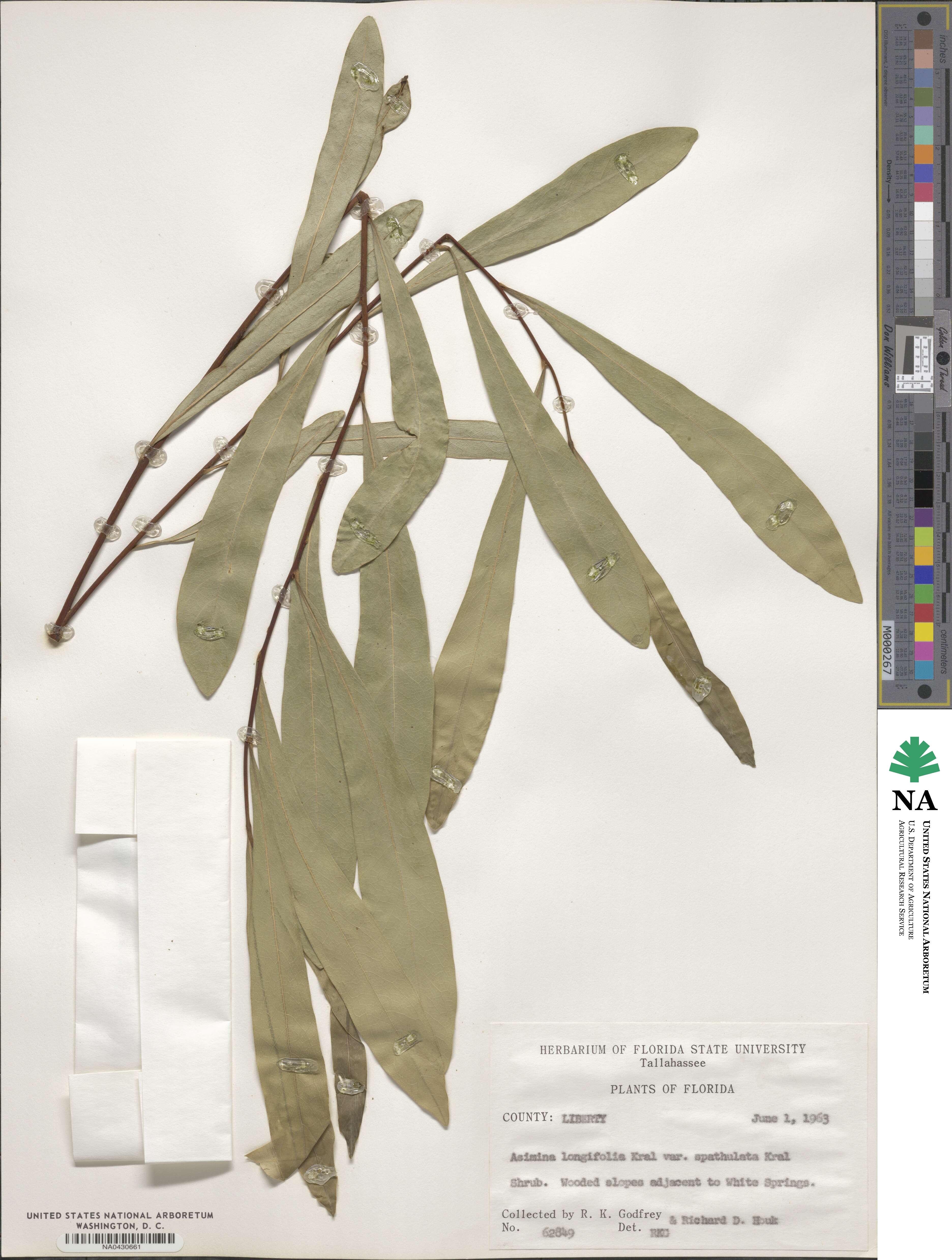 Asimina longifolia var. spatulata image