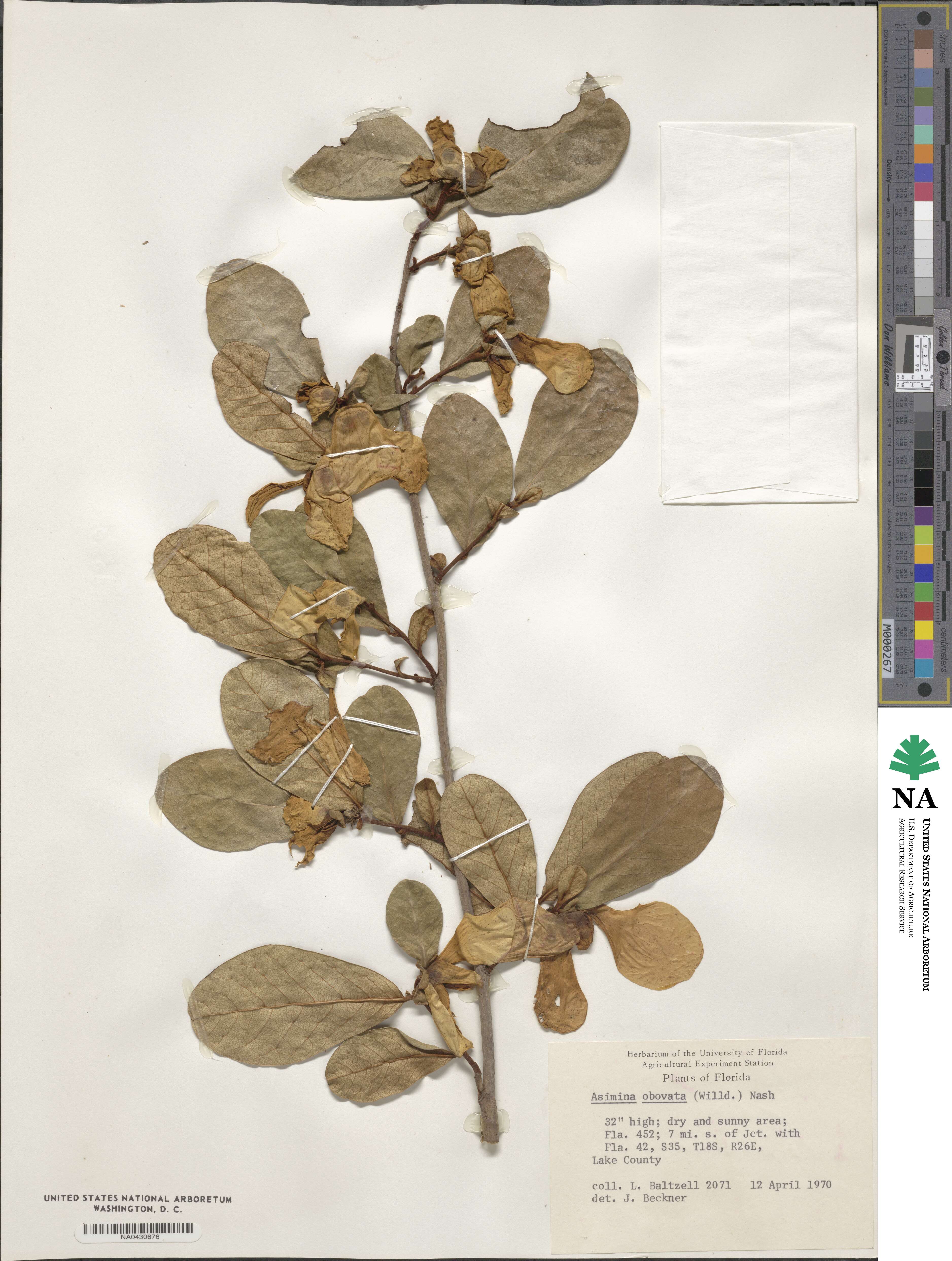 Asimina obovata image