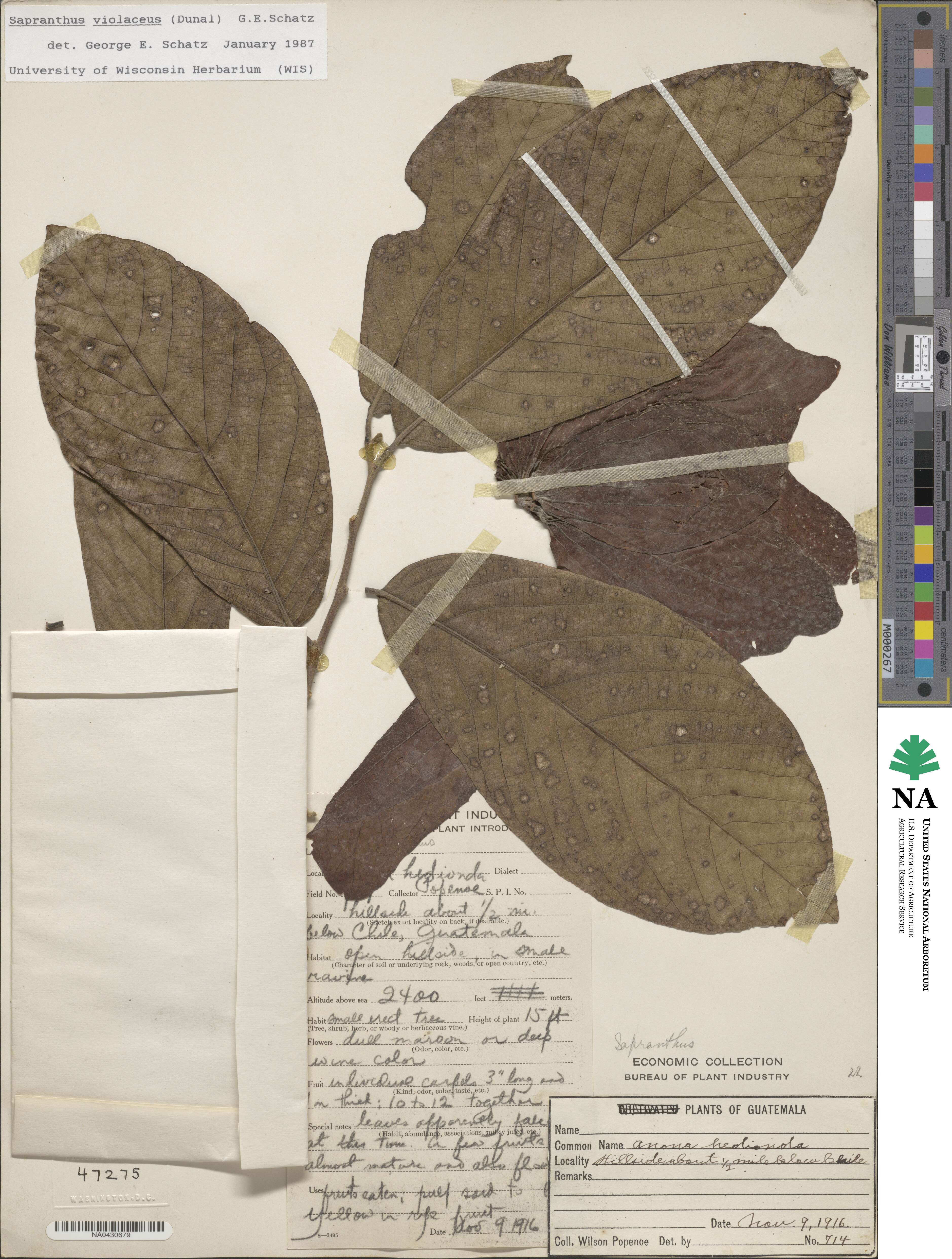 Sapranthus violaceus image